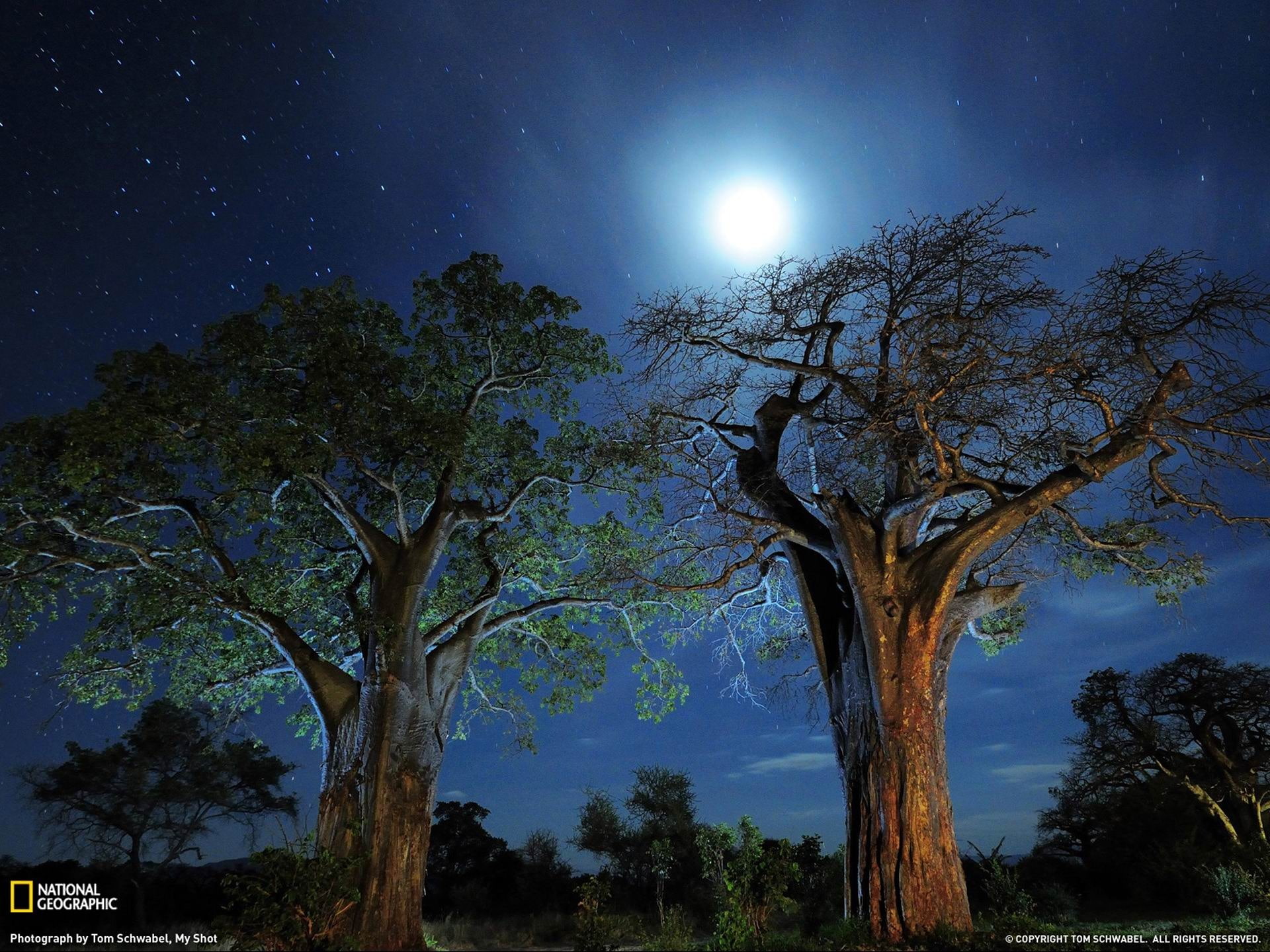 night, bright, low angle view, tranquil scene, national, tranquility, full moon, astronomy, sky, no people, nature, baobab, two, star, moonlight, scenics - nature, HD Wallpaper