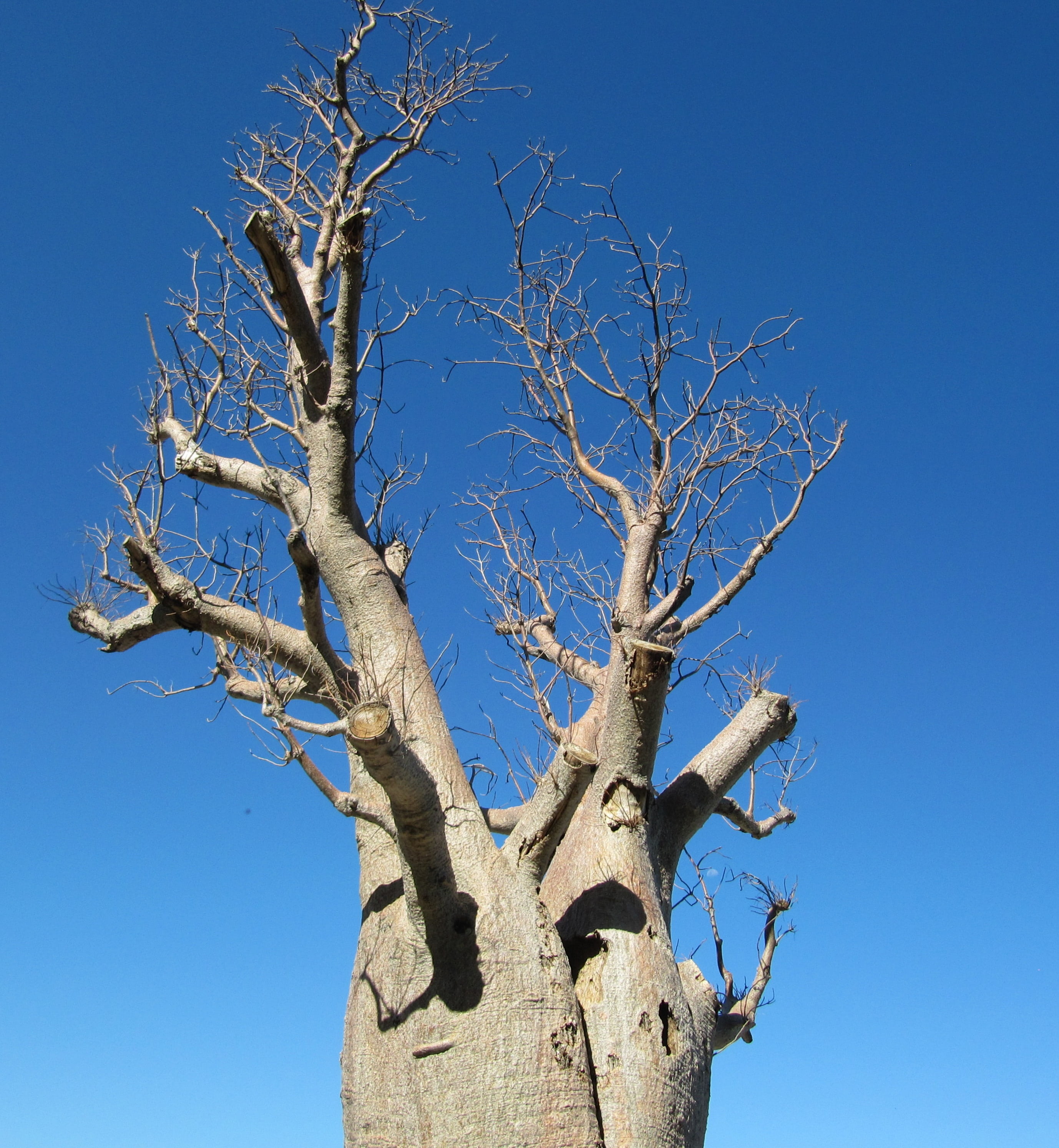 scenics - nature, upside-down tree, plant, clear sky, low angle view, nature, dead-rat tree, dead plant, blue, 2K, branch, trunk, outdoors, tranquility, Phone HD Wallpaper