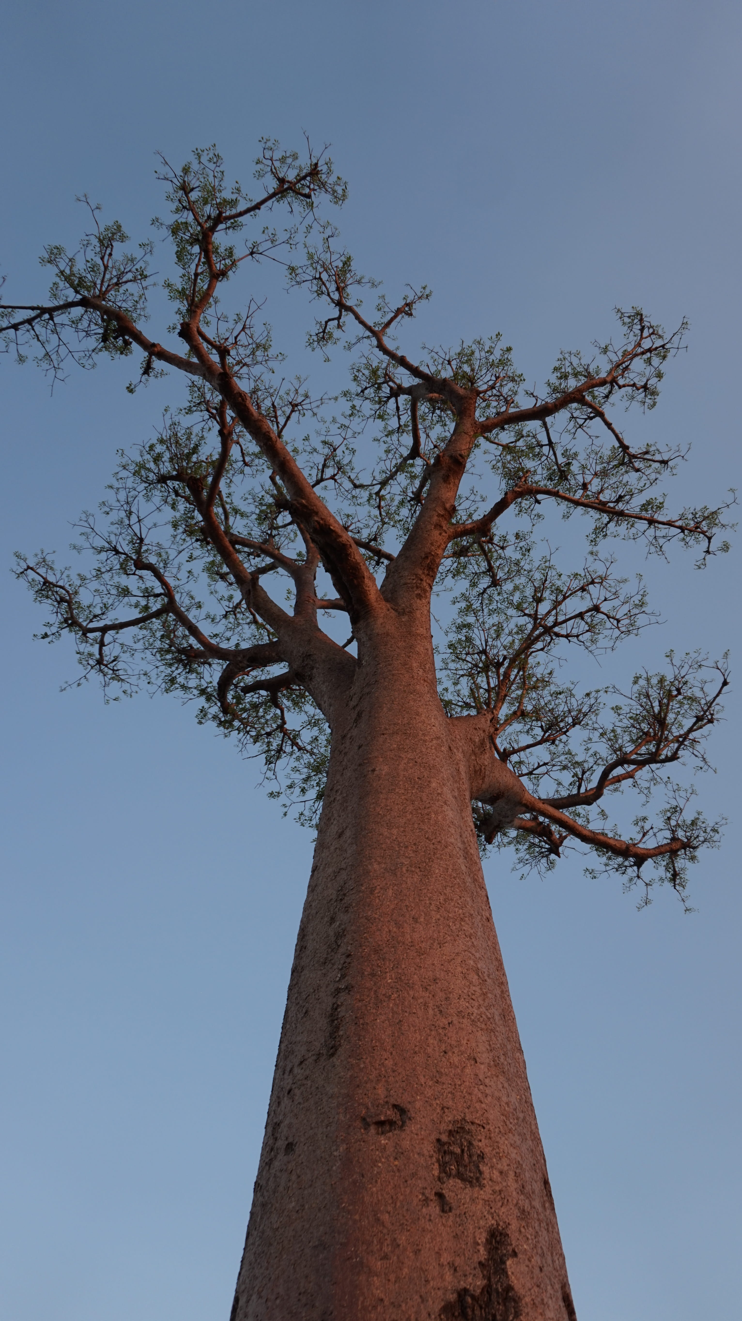 day, blue, Tree, directly below, low angle view, 5K, High, tree trunk, tall - high, outdoors, high, plant, sky, beauty in nature, nature, no people, Baobab, Phone HD Wallpaper