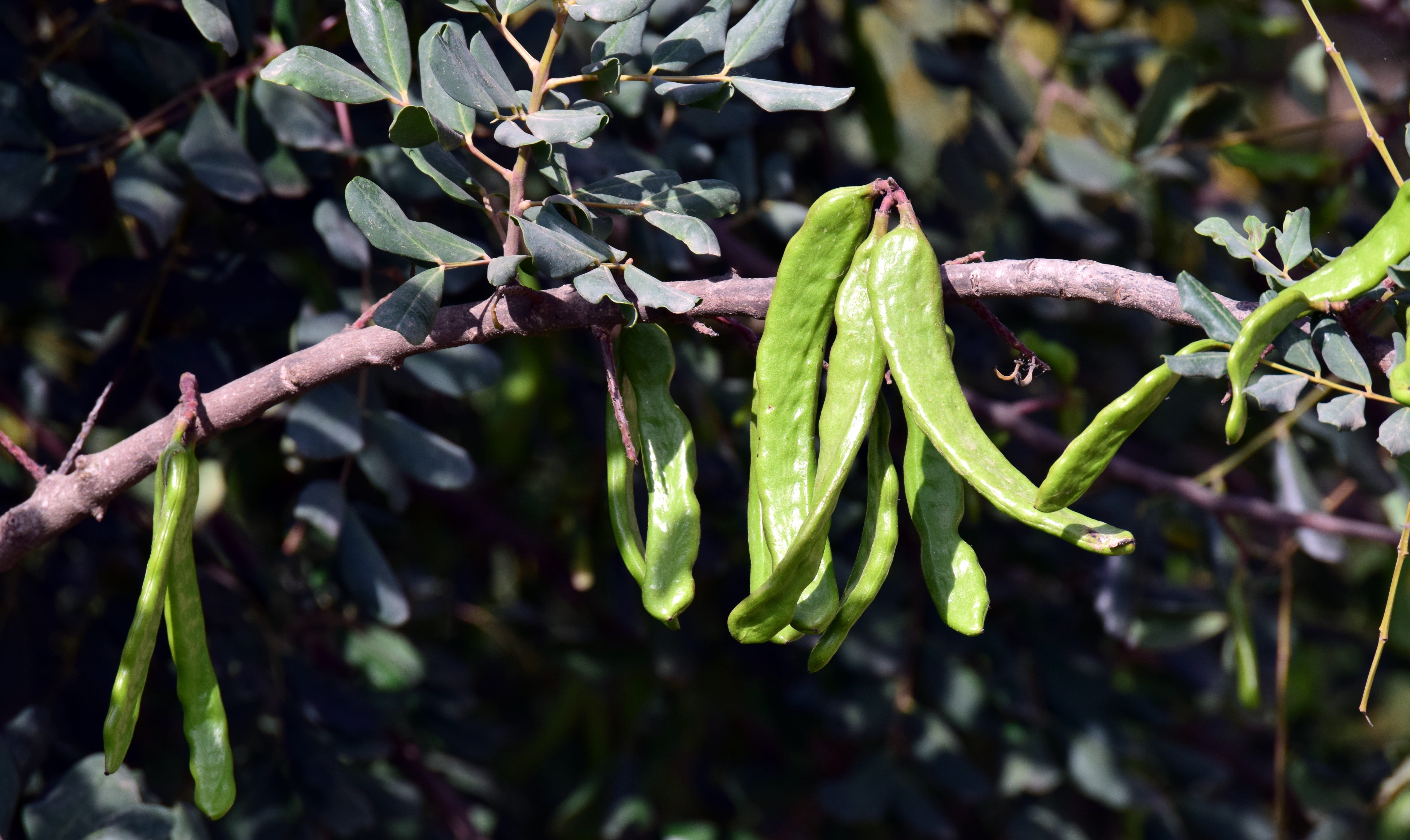nature, leaves, beauty in nature, green color, immature, branch, focus on foreground, mediterranean, close-up, flower, food and drink, fruit, tree, spring, HD Wallpaper