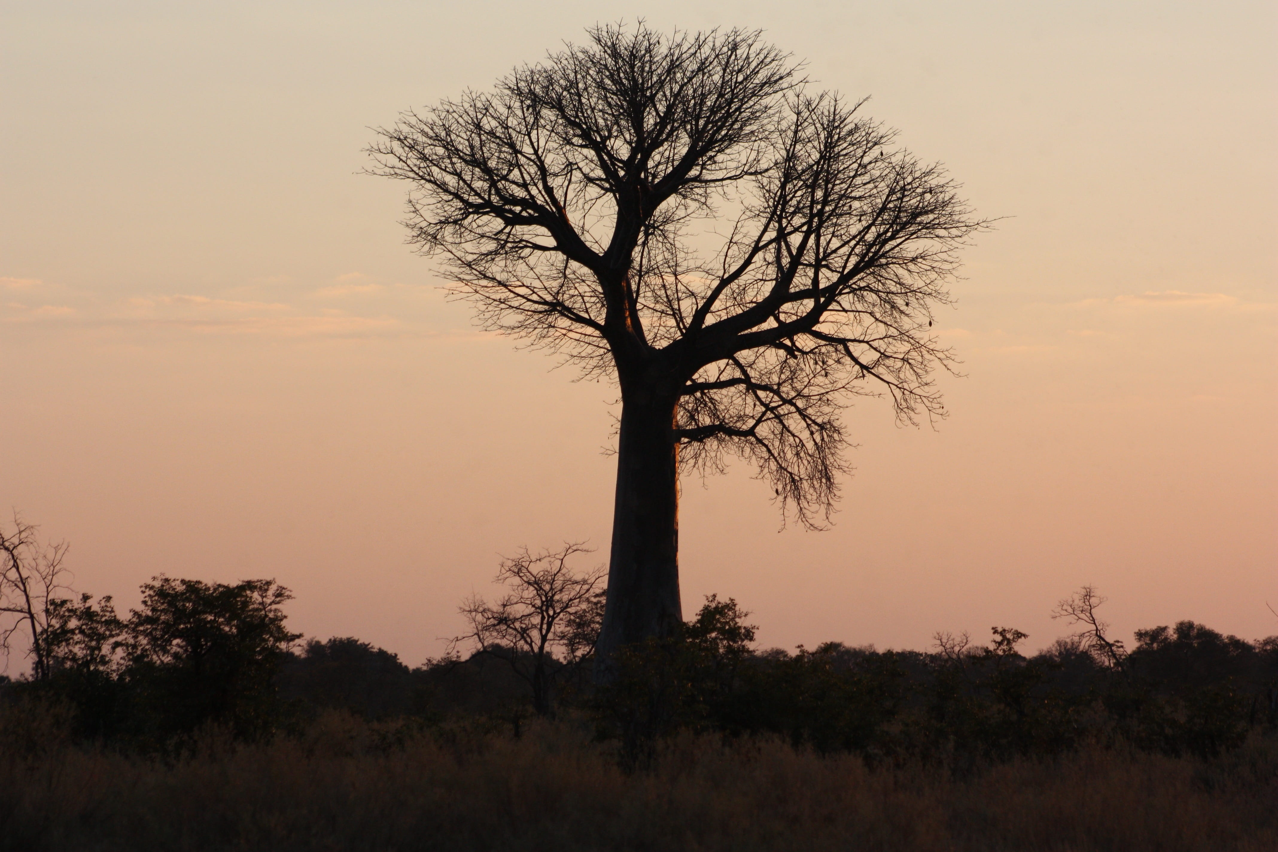 branch, 4K, tranquility, sunset, africa, scenics - nature, sky, tranquil scene, bare tree, outdoors, tree, land, field, botswana, non-urban scene, nature, HD Wallpaper