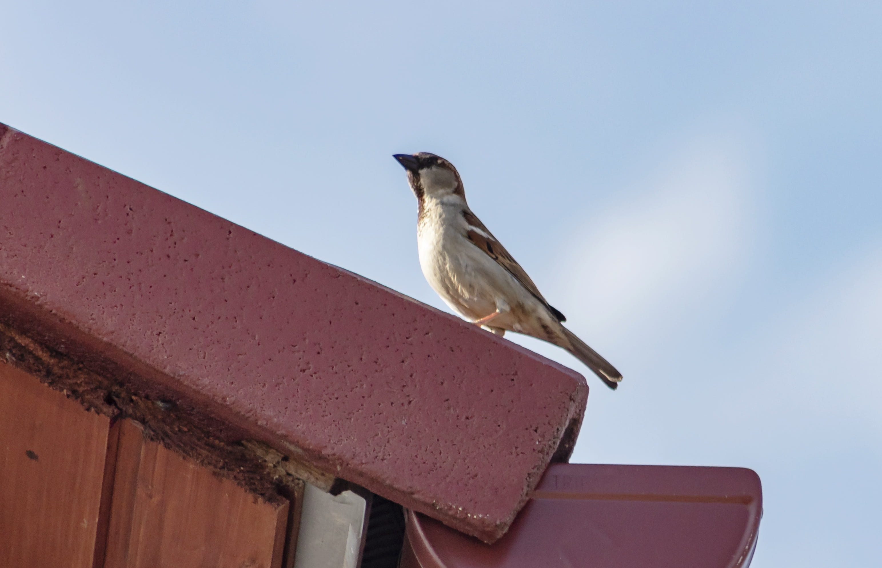 small stature, sparrow, roof, sky, bird, no people, bird species, day, full length, focus on foreground, feather, seagull, animal, one animal, clear sky, HD Wallpaper