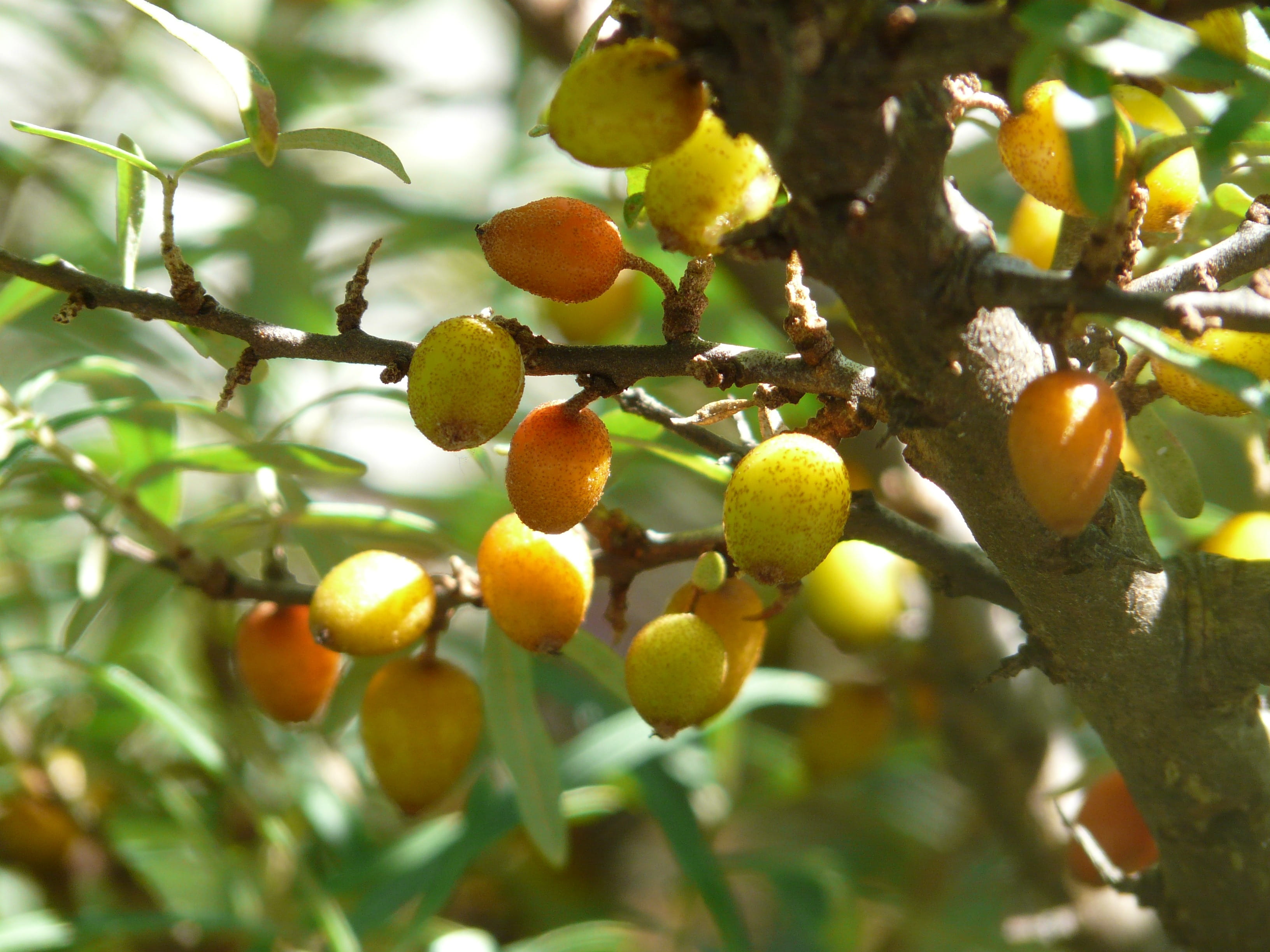 focus on foreground, fruit tree, hippophae rhamnoides, red sloe, agriculture, fruit, plant part, citrus fruit, wellbeing, nature, sand berry, see thorn, HD Wallpaper