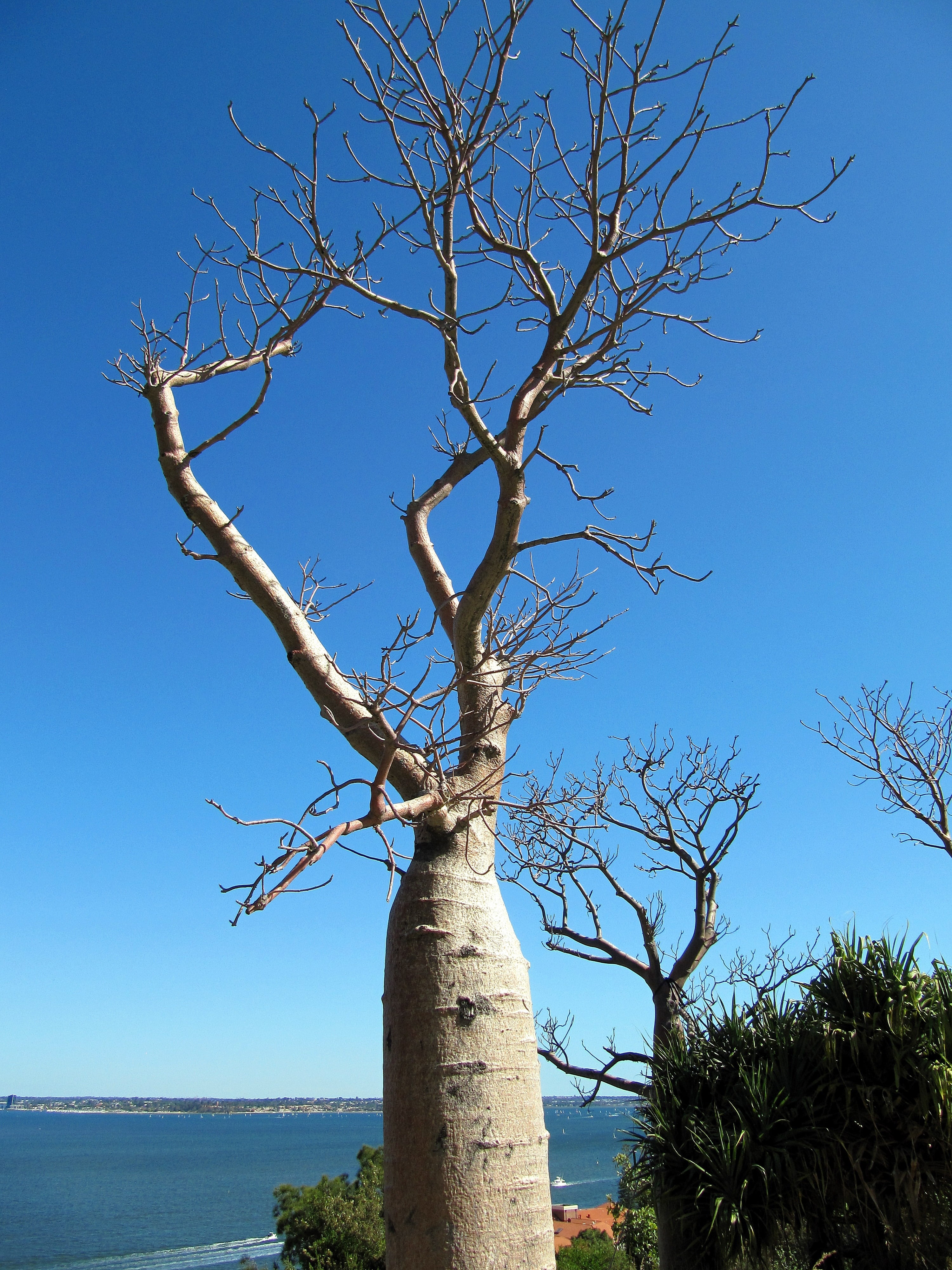tranquility, branch, clear sky, botanic, australia, scenics - nature, baobab, blue, water, outdoors, perth, sky, garden, dead plant, tree trunk, branches, Phone HD Wallpaper