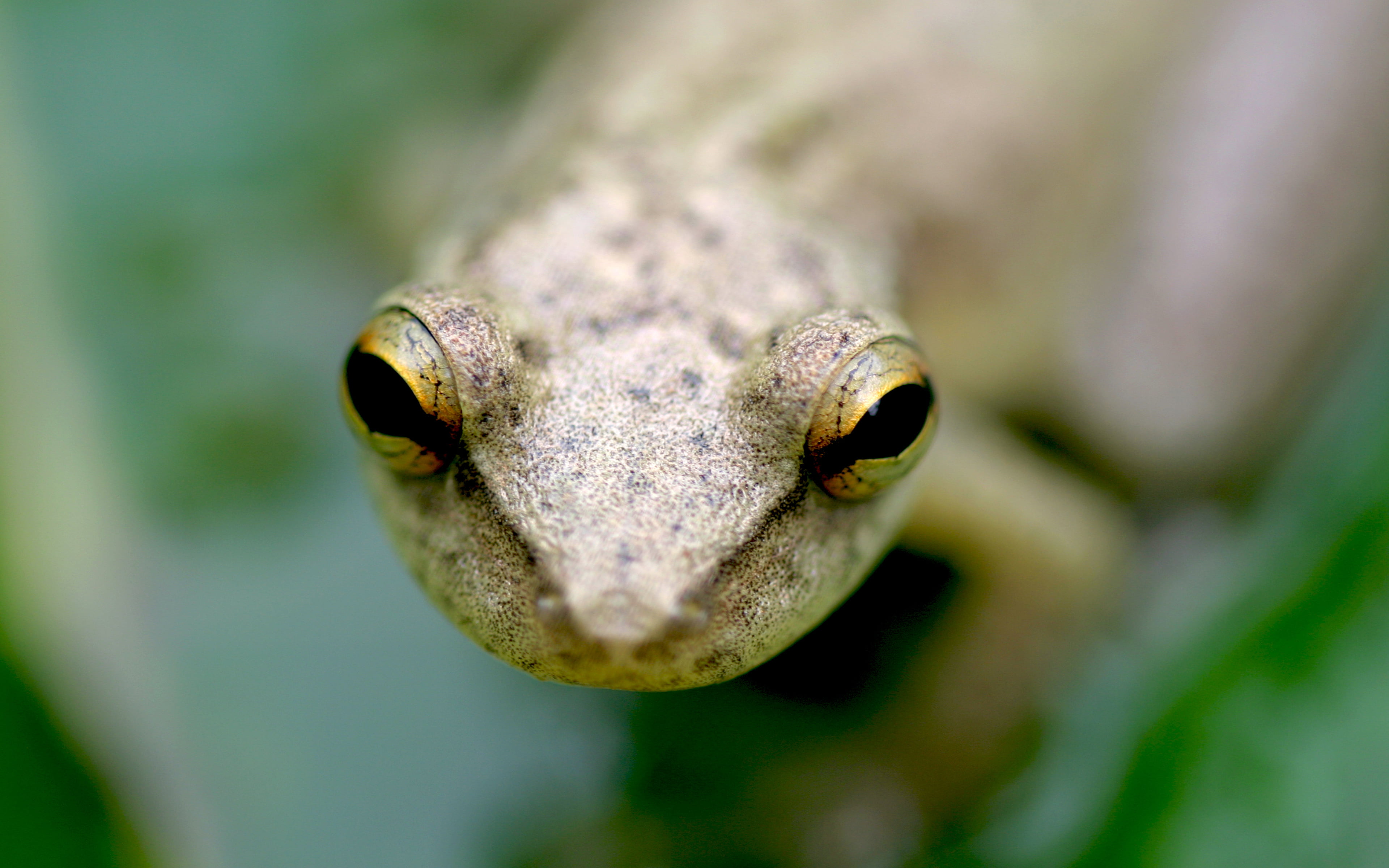 close-up, gecko, one animal, animals in the wild, animal eye, animal themes, selective focus, eye, lizard, animal wildlife, animal head, no people, outdoors, HD Wallpaper