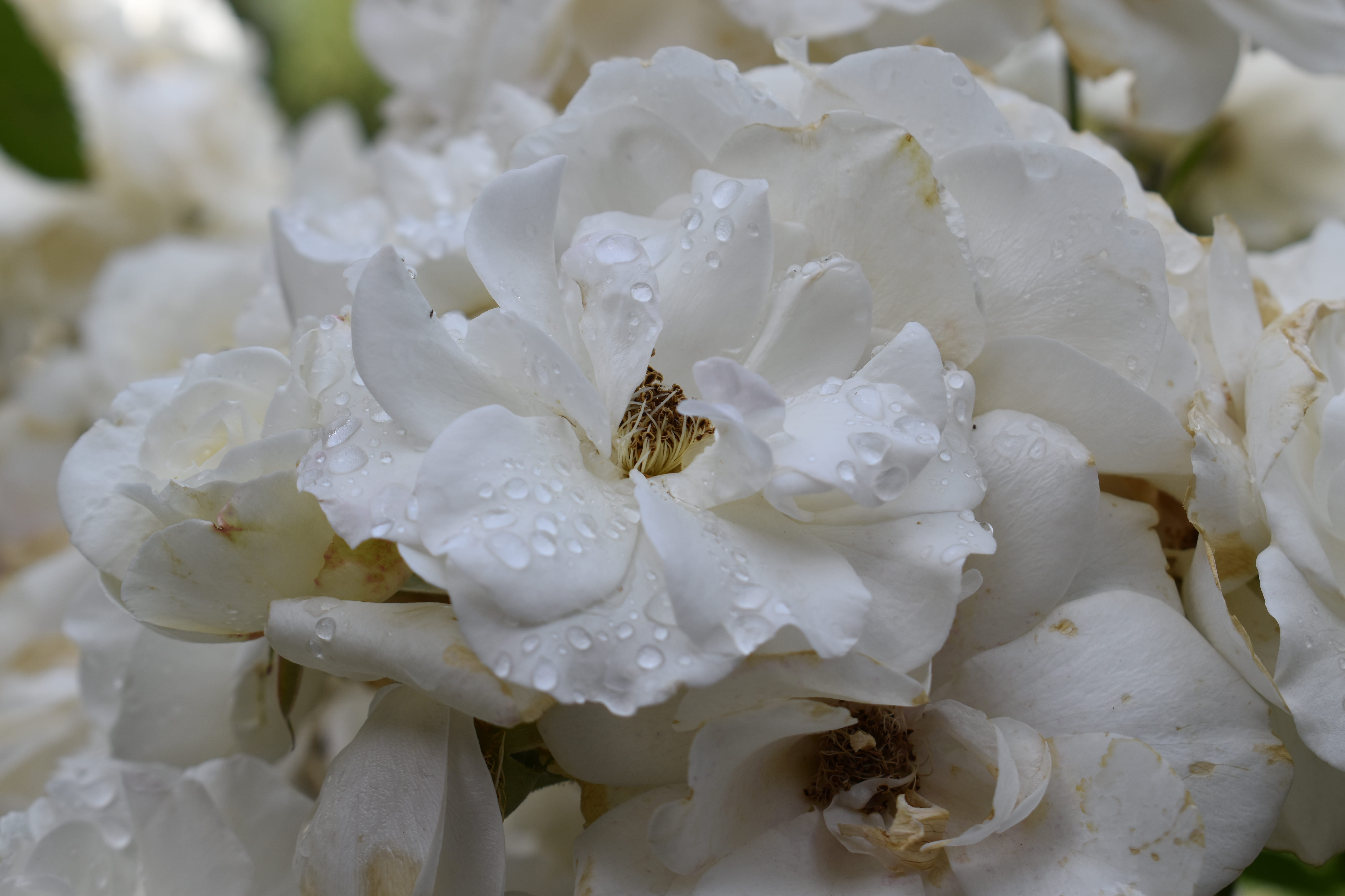nature, pollen, animal wildlife, white, petals, beauty in nature, blossom, fragility, petalos, white color, freshness, petal, no people, vulnerability, HD Wallpaper
