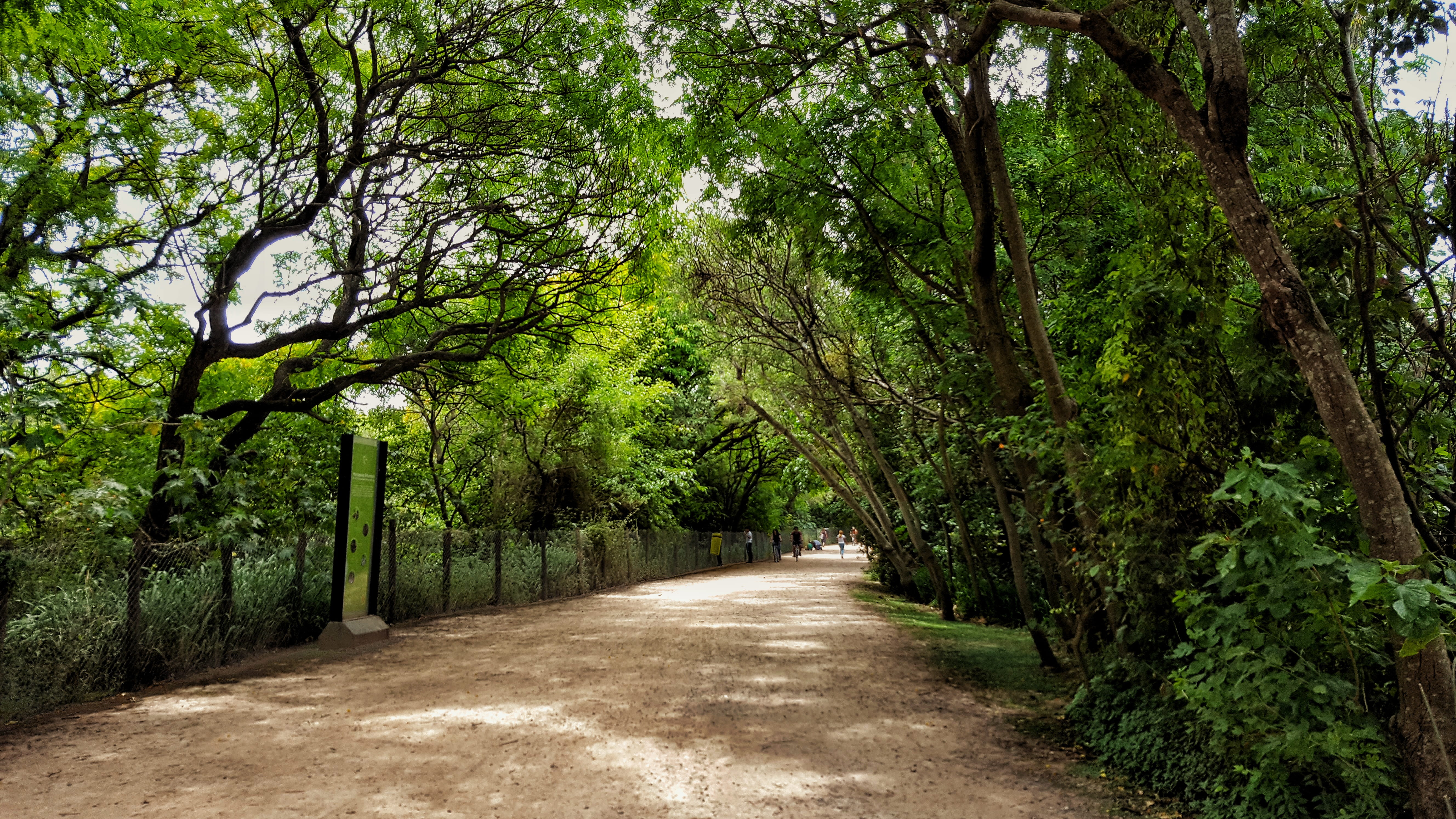 follow, outdoors, reserva ecológica costanera sur, green color, tranquility, empty, iphone, samsung, transportation, growth, tree, nikon, road, patagonia, HD Wallpaper