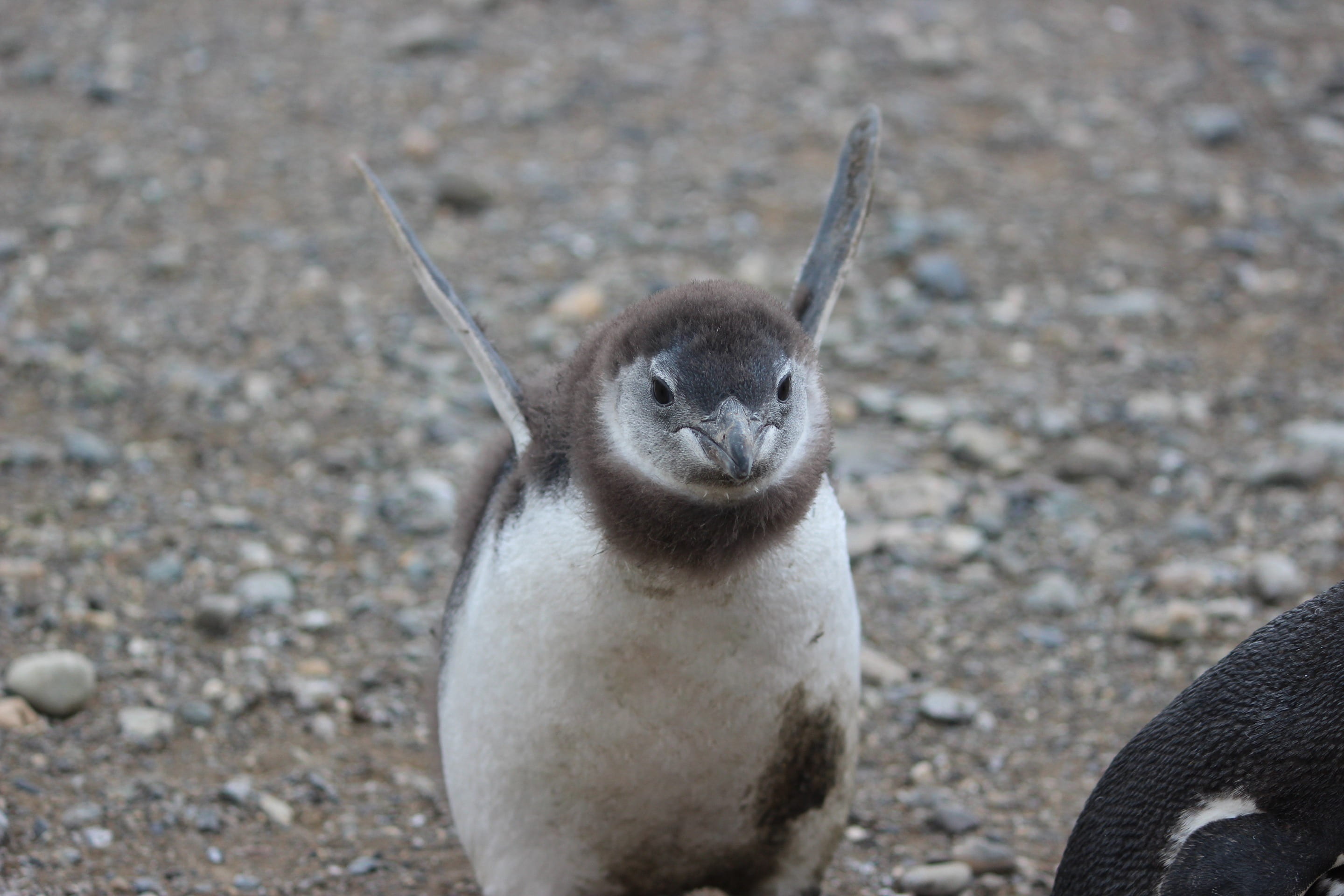 little, penguin, marine, winter, selective, bird, one animal, black, day, tux, portrait, land, small, punta arenas, focus, animal, baby, vertebrate, animals in the wild, HD Wallpaper