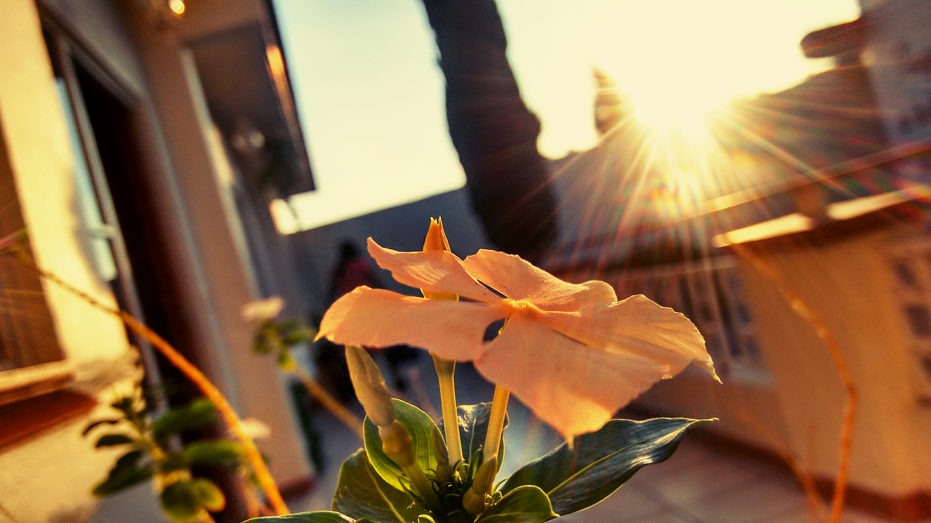 no people, growth, fragility, beauty in nature, close-up, sunlight, architecture, freshness, sunbeam, nature, plant, leaf, sun, soft focus, mexico, lens flare, HD Wallpaper