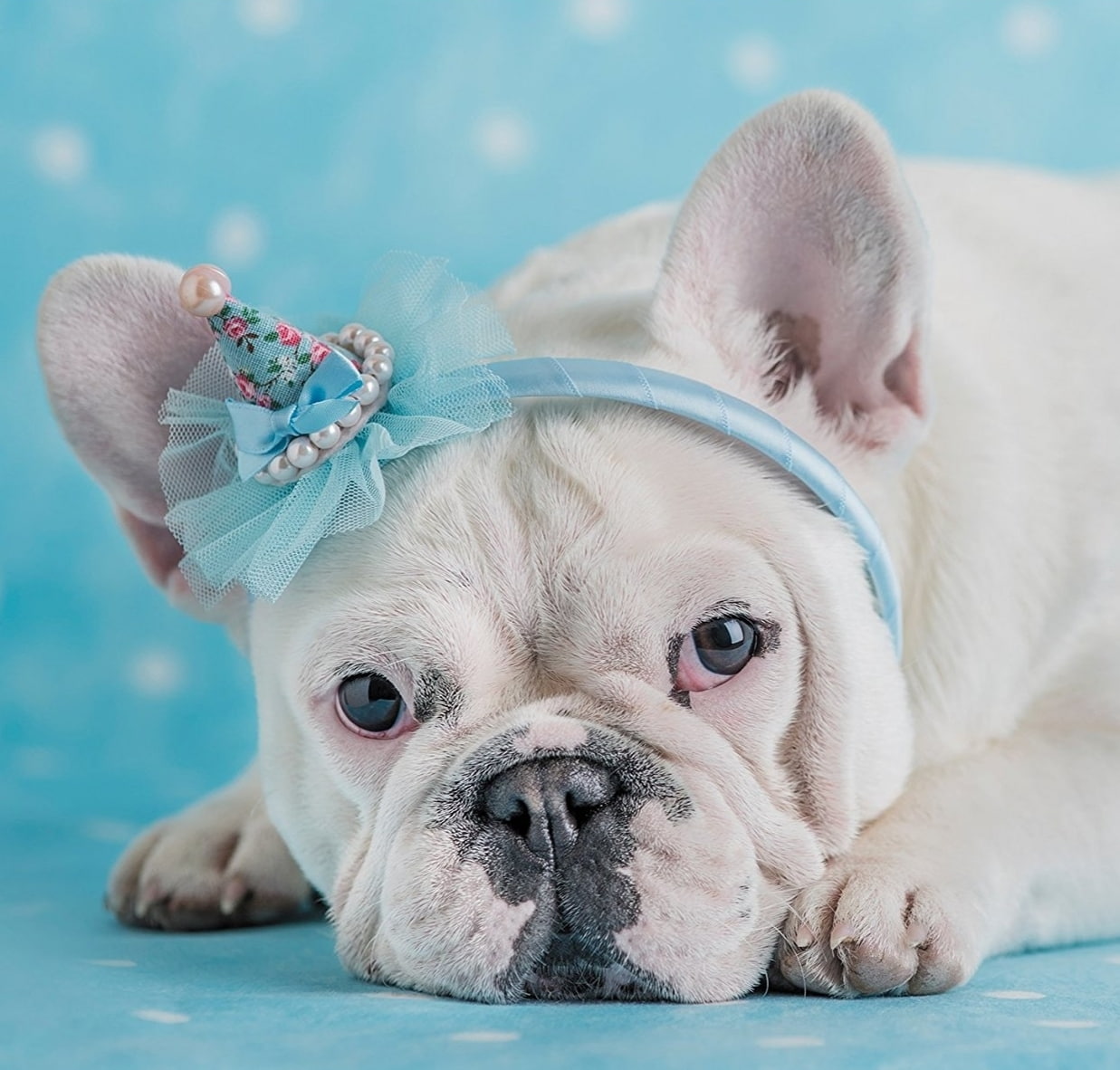 animal, paw, cute, caine, Dog, face, blue, 480P, rachael hale, white, HD Wallpaper