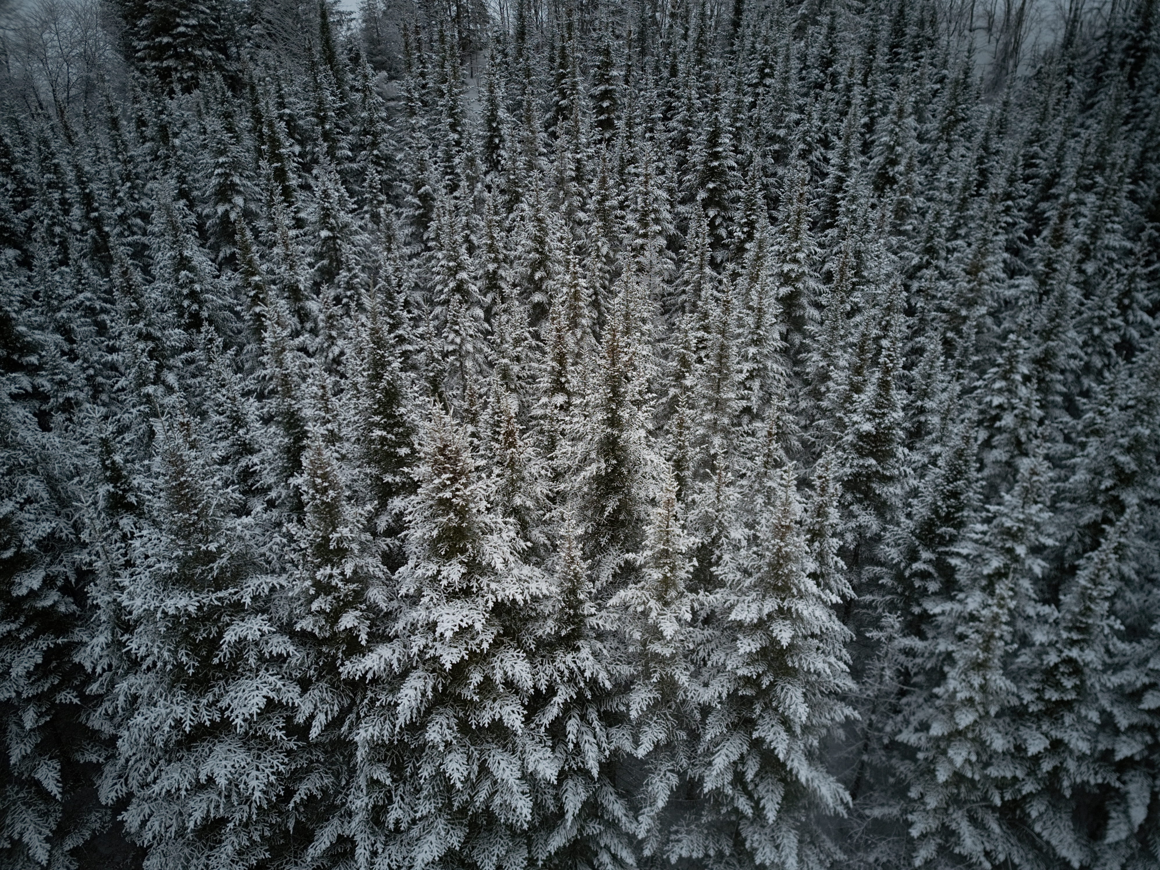land, cold temperature, tranquility, winter, forest, pattern, beauty in nature, replication, tree, outdoors, backgrounds, nature, snow, woodland, aerial, HD Wallpaper