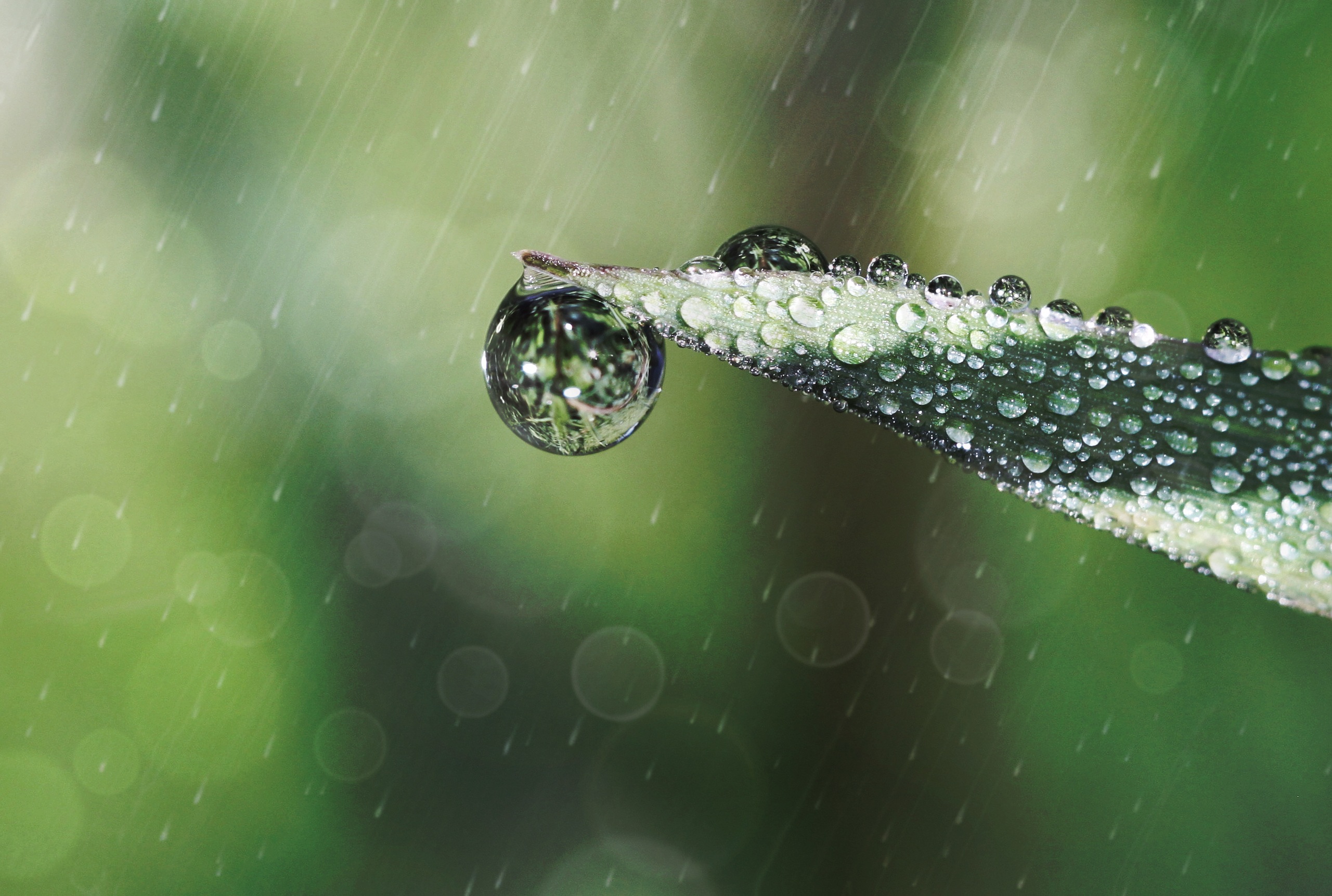 moisture, close-up, macro, day, drip, blade of grass, freshness, rainy season, lichtspiel, mirroring, green Color, drop of water, wet, no people, reptile, HD Wallpaper
