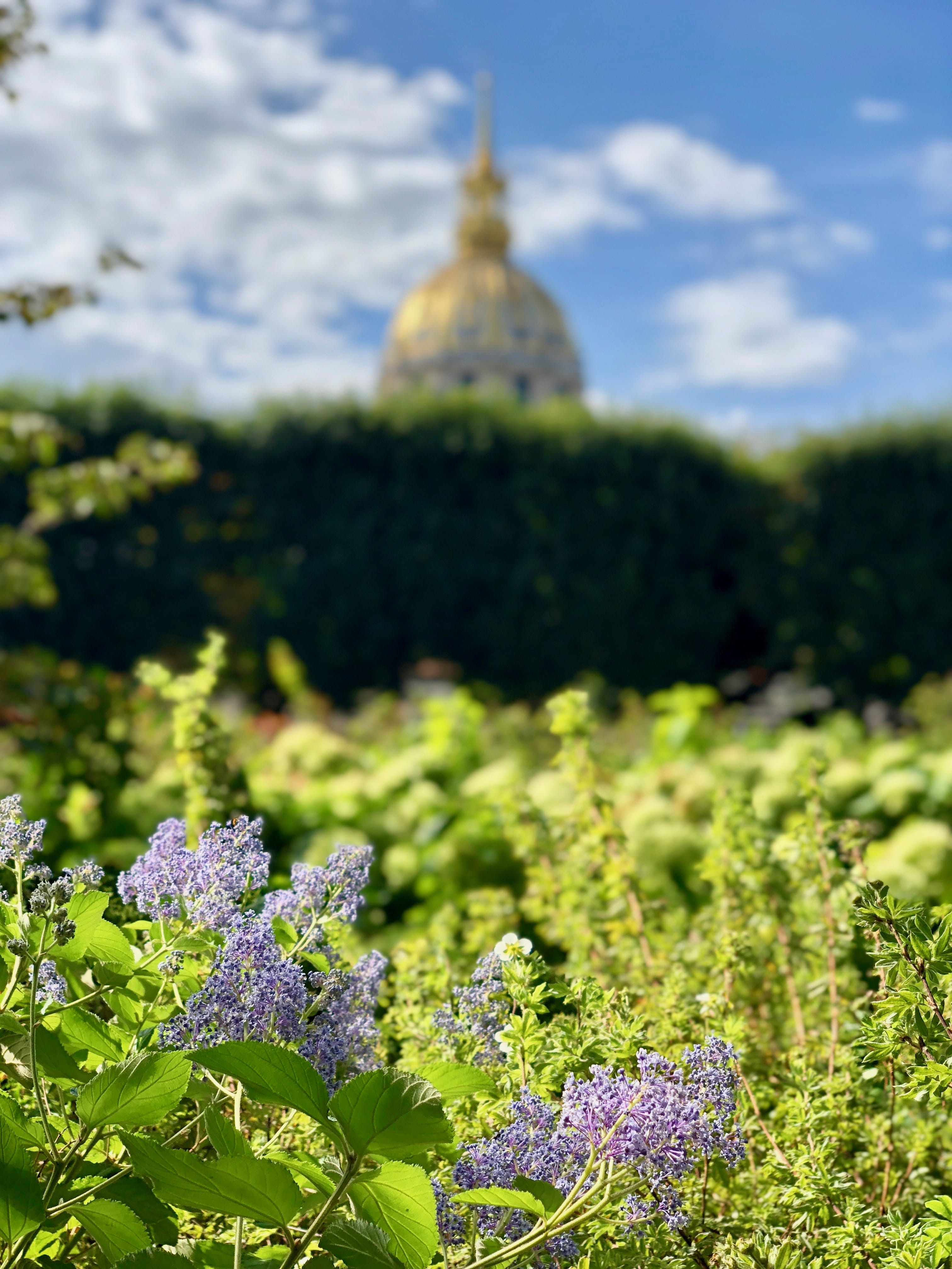 green color, outdoors, freshness, no people, flower, rodin museum, built structure, day, focus on foreground, bokeh, napoleon, selective focus, purple, Phone HD Wallpaper