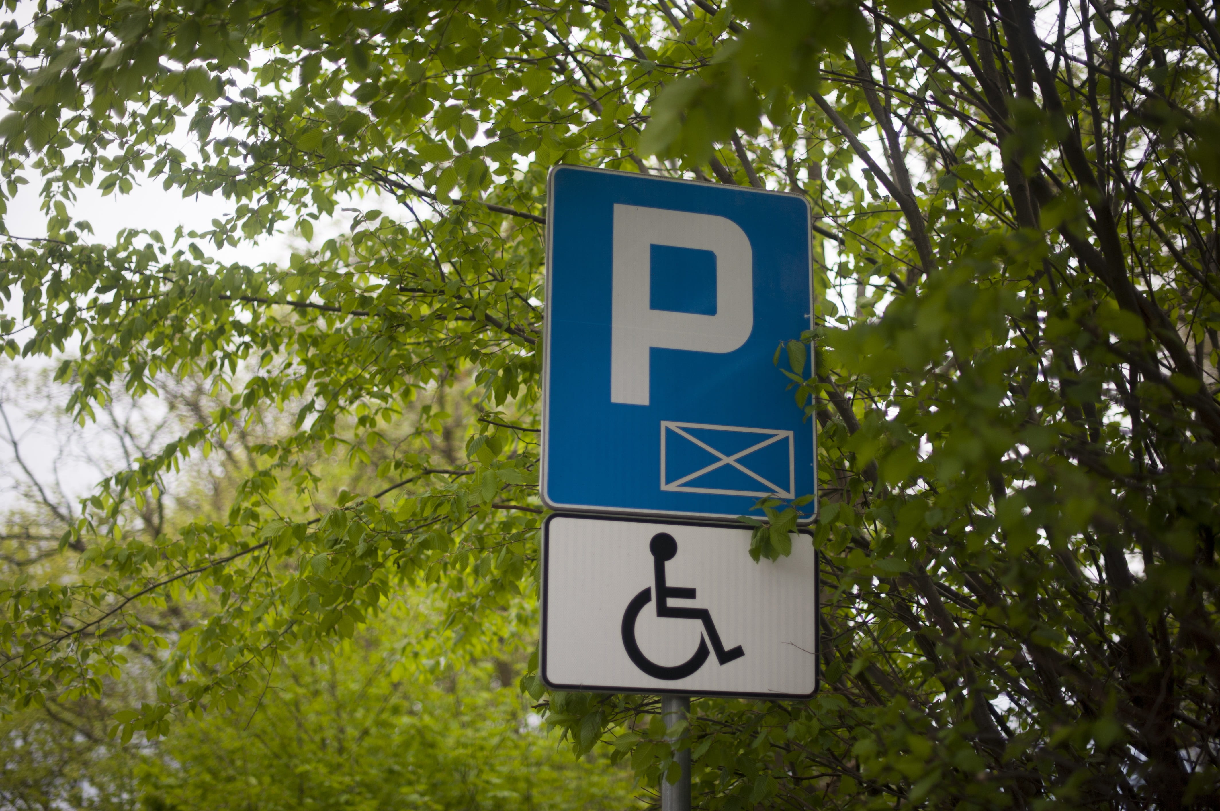 growth, plant, nature, tree, green color, stop, outdoors, access, communication, wheelchair, accessible, blue, road sign, parking, car, day, people, no people, HD Wallpaper