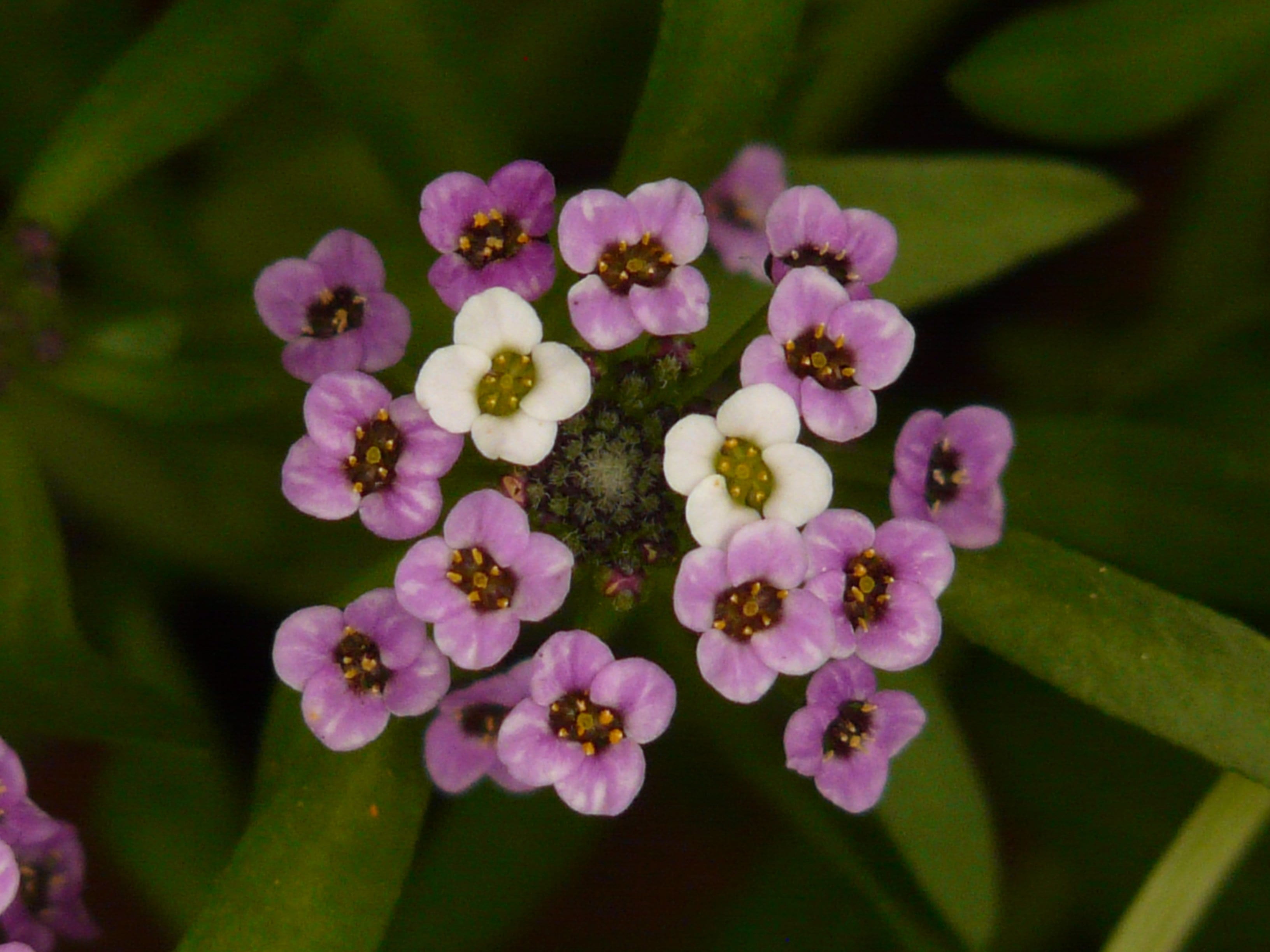 flower, inflorescence, petal, vulnerability, flowers, cress, flower head, day, freshness, focus on foreground, purple, 2K, selective focus, blossom, macro, HD Wallpaper