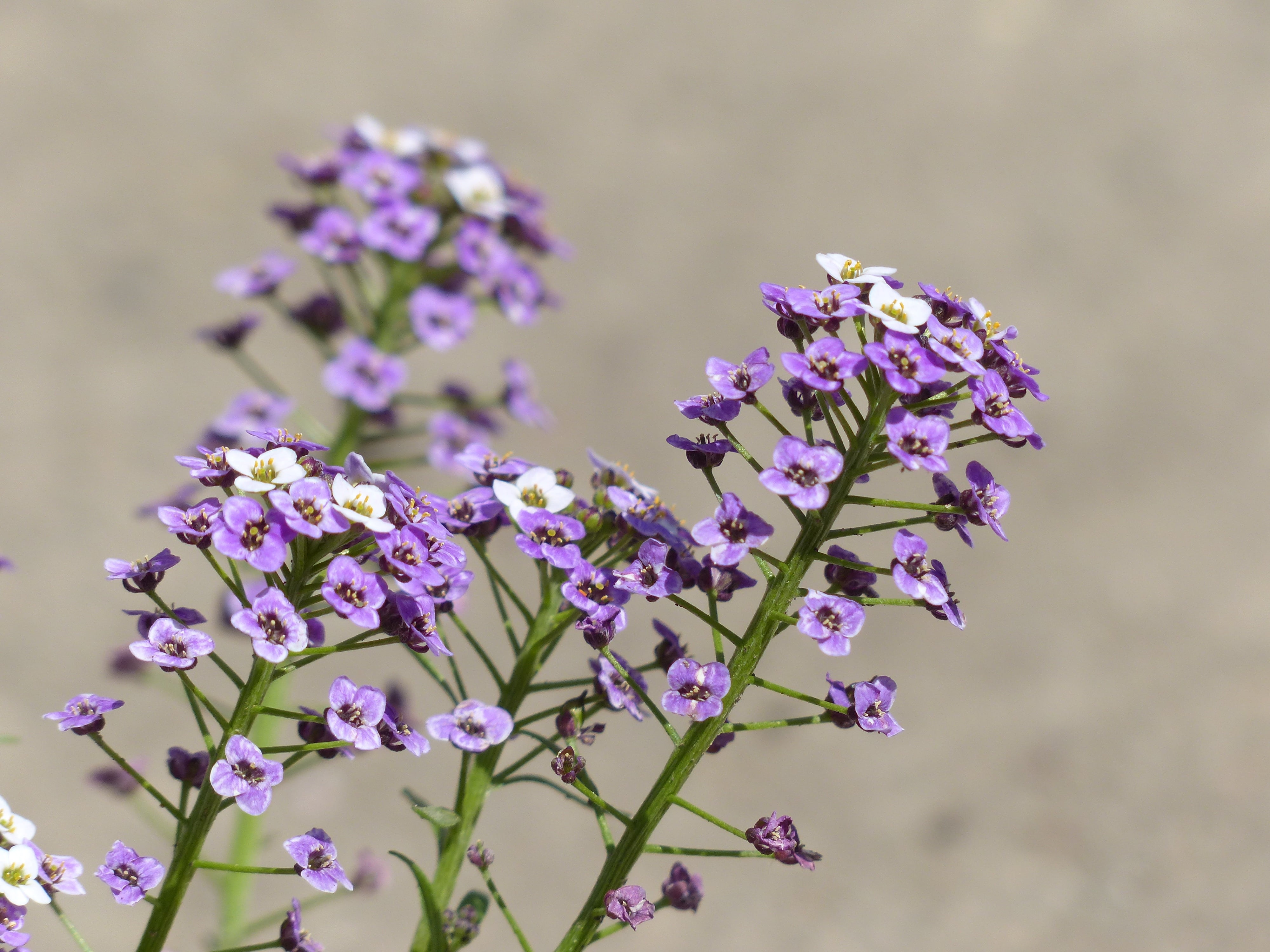 summer, white, arabis, lavender, inflorescence, arabis ciliata, lilac, flowers, growth, violet, blossom, plant, petal, close-up, springtime, bunch of flowers, HD Wallpaper