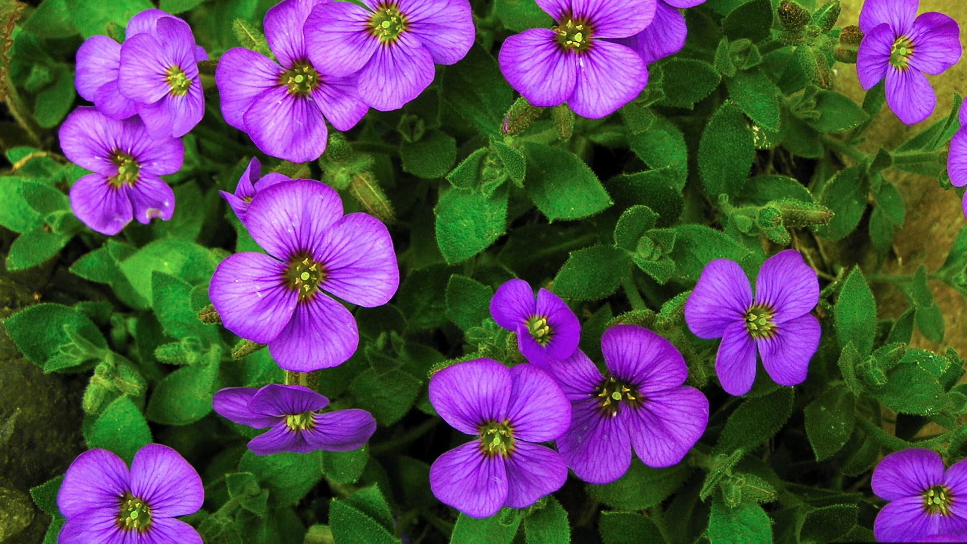Purple Flower, Arabis, Flower, Flowers, Earth, 1080P, HD Wallpaper