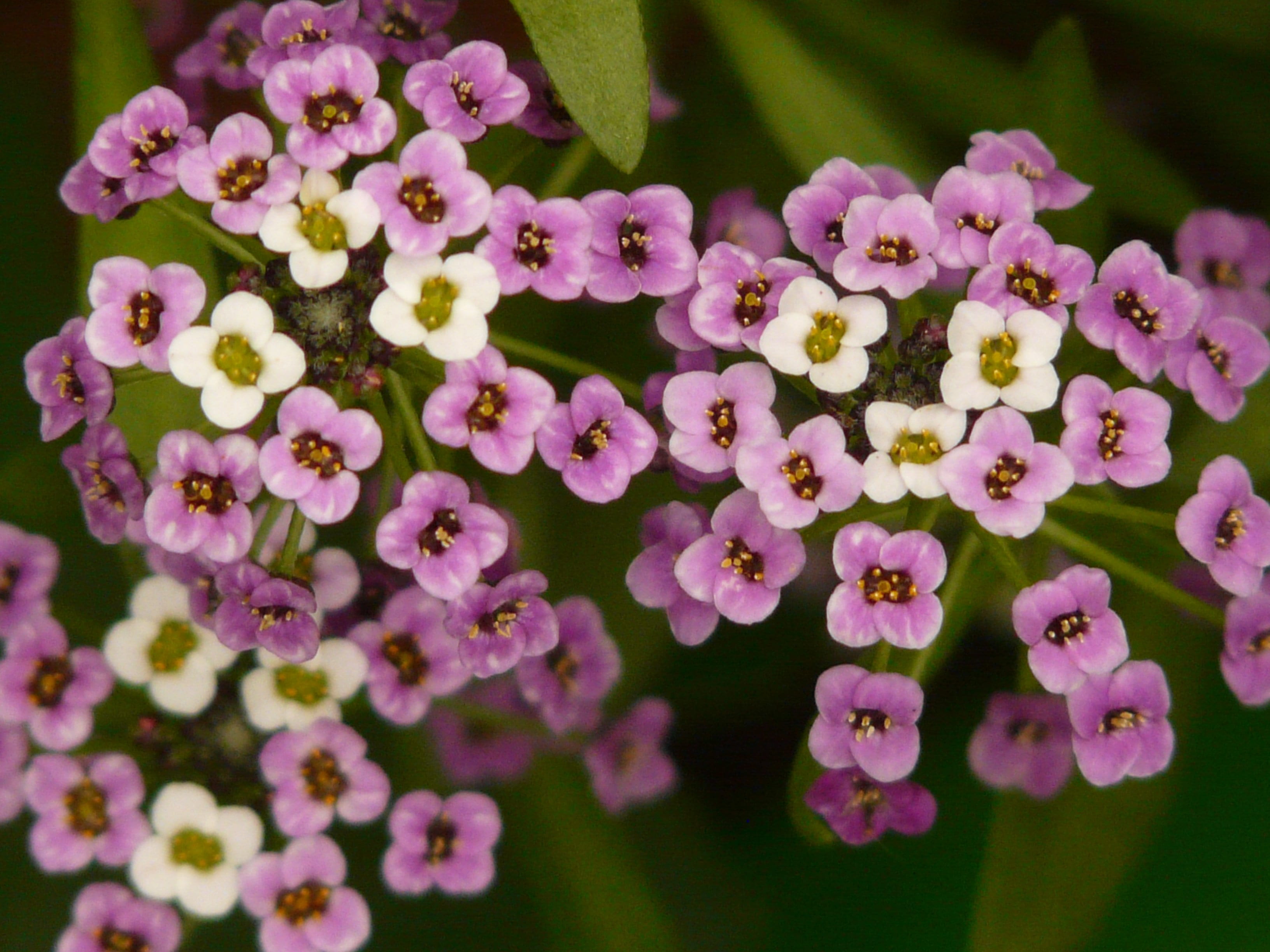 white, flowering plant, flower head, cress, springtime, arabis caucasica, growth, close-up, close, selective focus, flower arrangement, vulnerability, violet, HD Wallpaper