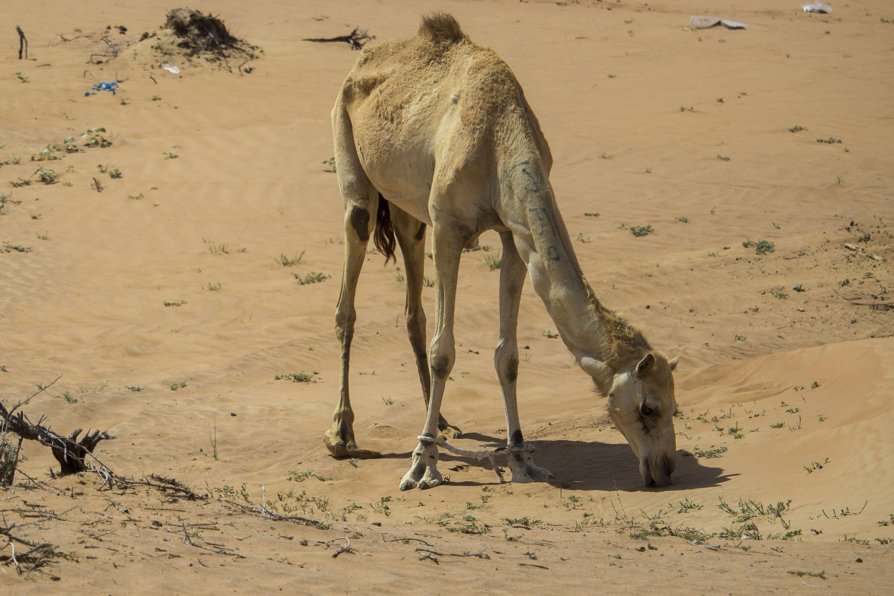 cammello, caldo, arabian camel, emirates, pets, animals in the wild, domestic animals, deserto, beach, climate, soleggiato, vertebrate, herbivorous, dubai, HD Wallpaper