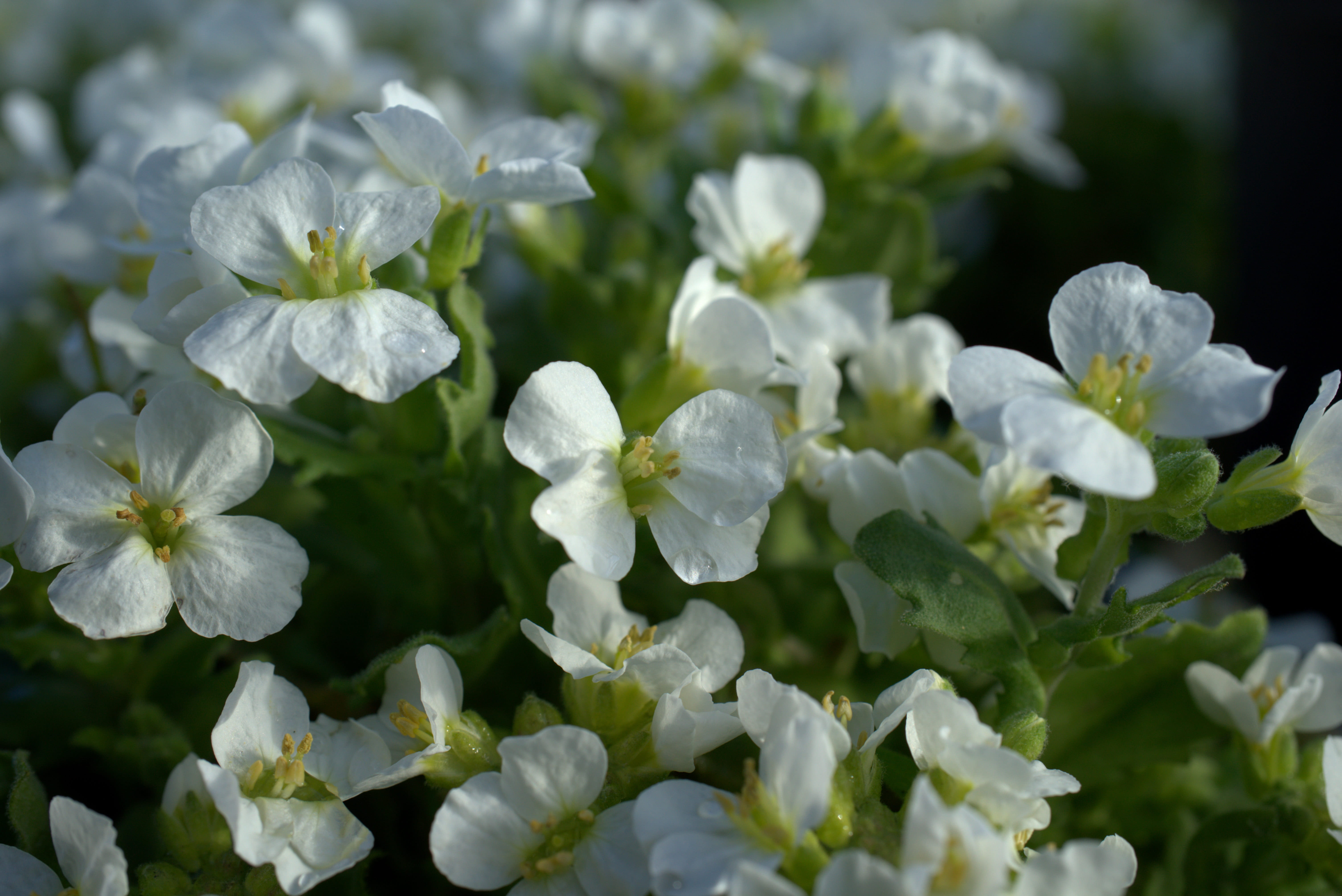 petal, 5K, cress, nature, inflorescence, flower head, springtime, focus on foreground, growth, purple, close up, plant part, flower, flowering plant, freshness, HD Wallpaper