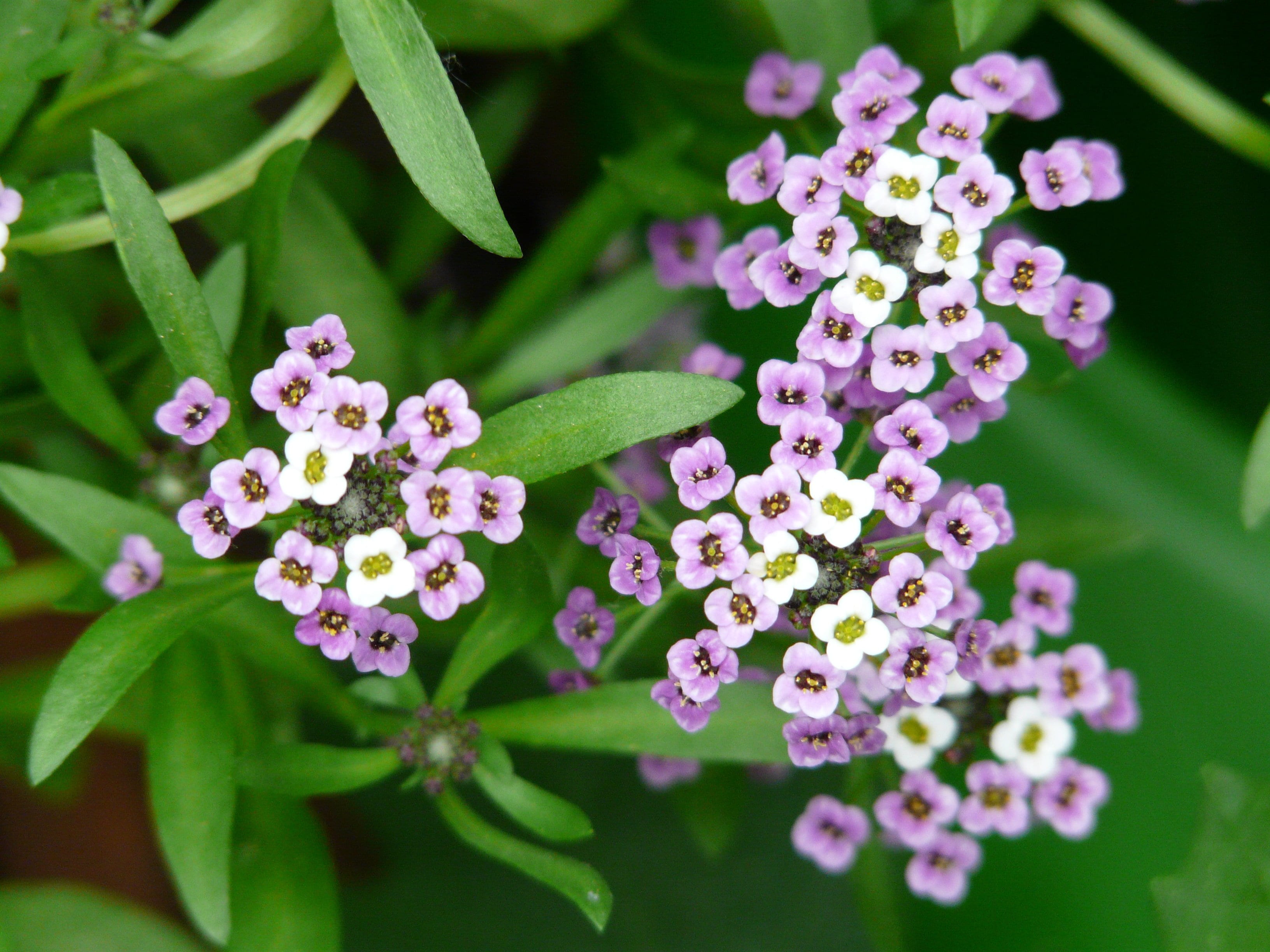 flower head, doldiger cress, flowerbed, outdoors, freshness, arabis caucasica, 2K, lilac, inflorescence, no people, blossom, white, flower, beauty in nature, HD Wallpaper