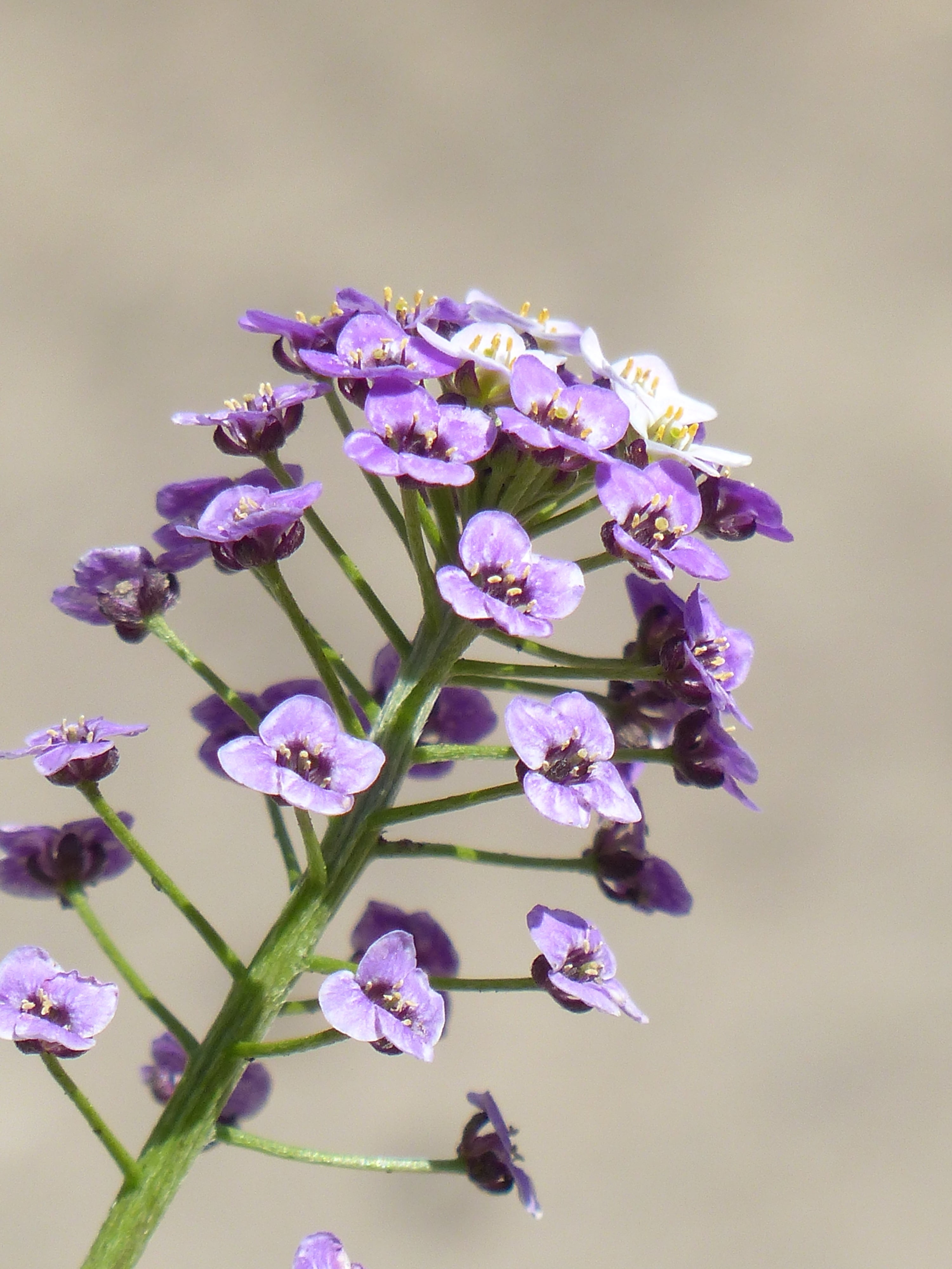 doldiger cress, fragility, focus on foreground, close-up, petal, botany, nature, day, flowers, outdoors, bunch of flowers, freshness, lilac, flowering plant, Phone HD Wallpaper