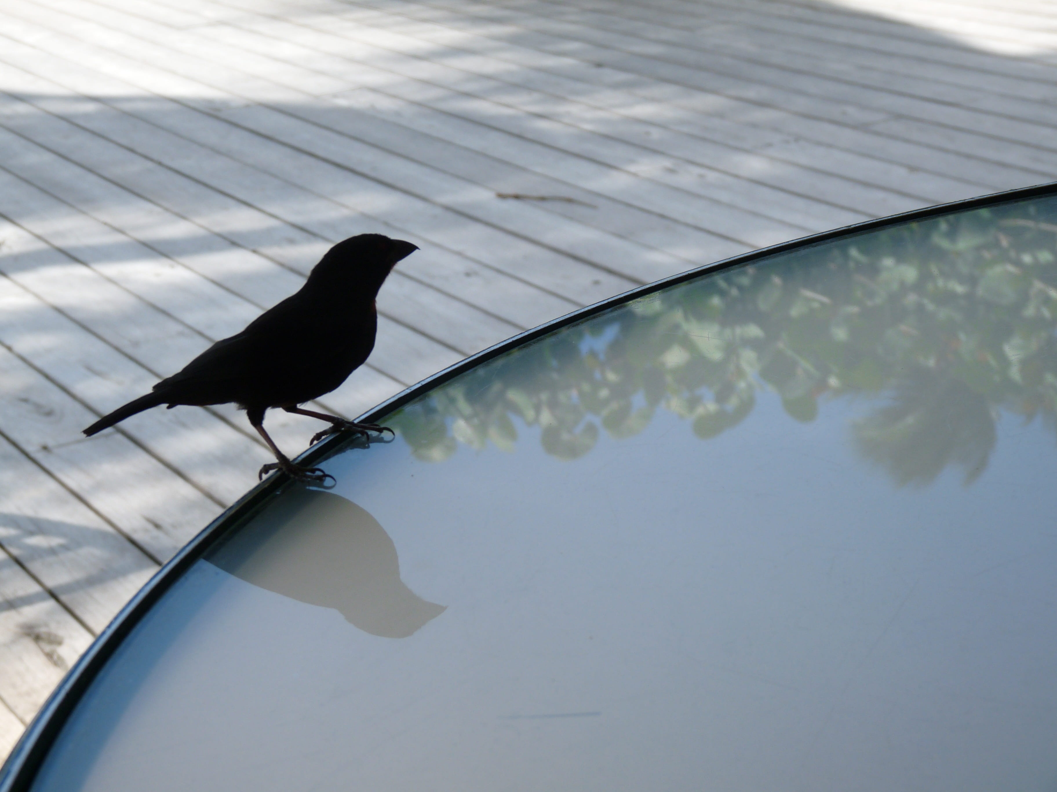 puddle, animal themes, bird, pool, black bird, deck, side, blackbird, swimming pool, bodyholiday saint lucia, 2K, day, animal wildlife, full length, animals in the wild, HD Wallpaper