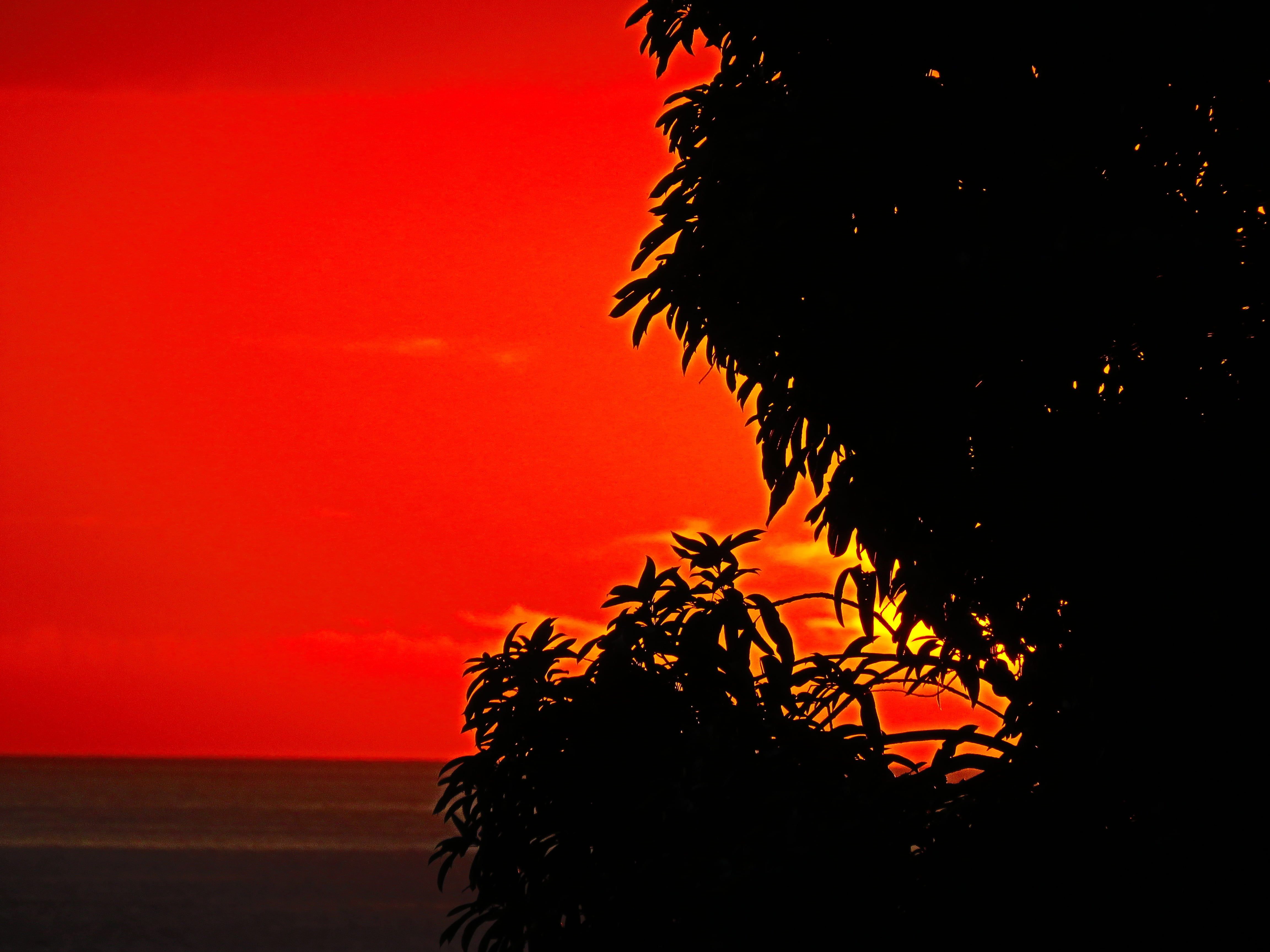 st lucia, bright background, yellow, tranquil scene, sunset, colorful, sun set, orange, tree, season, plant, yellow background, natural, outdoors, water, HD Wallpaper