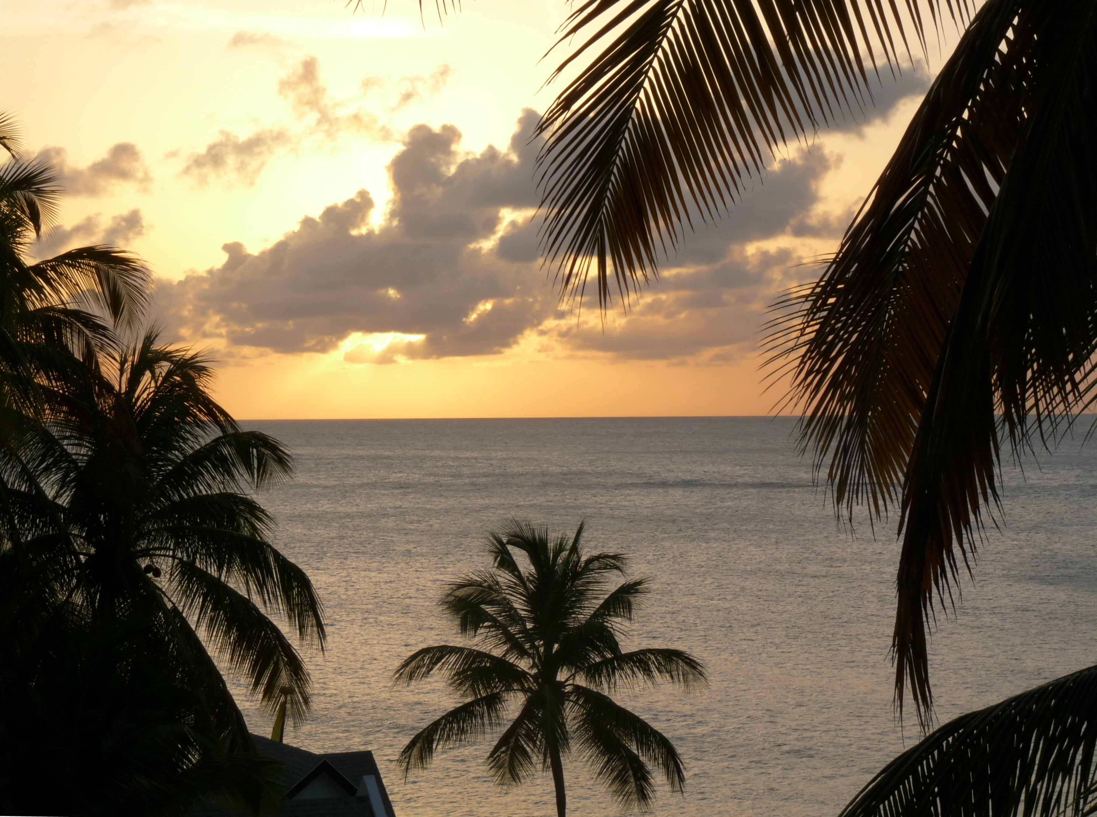 2K, tropics, st lucia, plant, nature, tree, palm leaf, ocean, caribbean, land, romantic, scenics - nature, tropical climate, outside, beauty in nature, HD Wallpaper