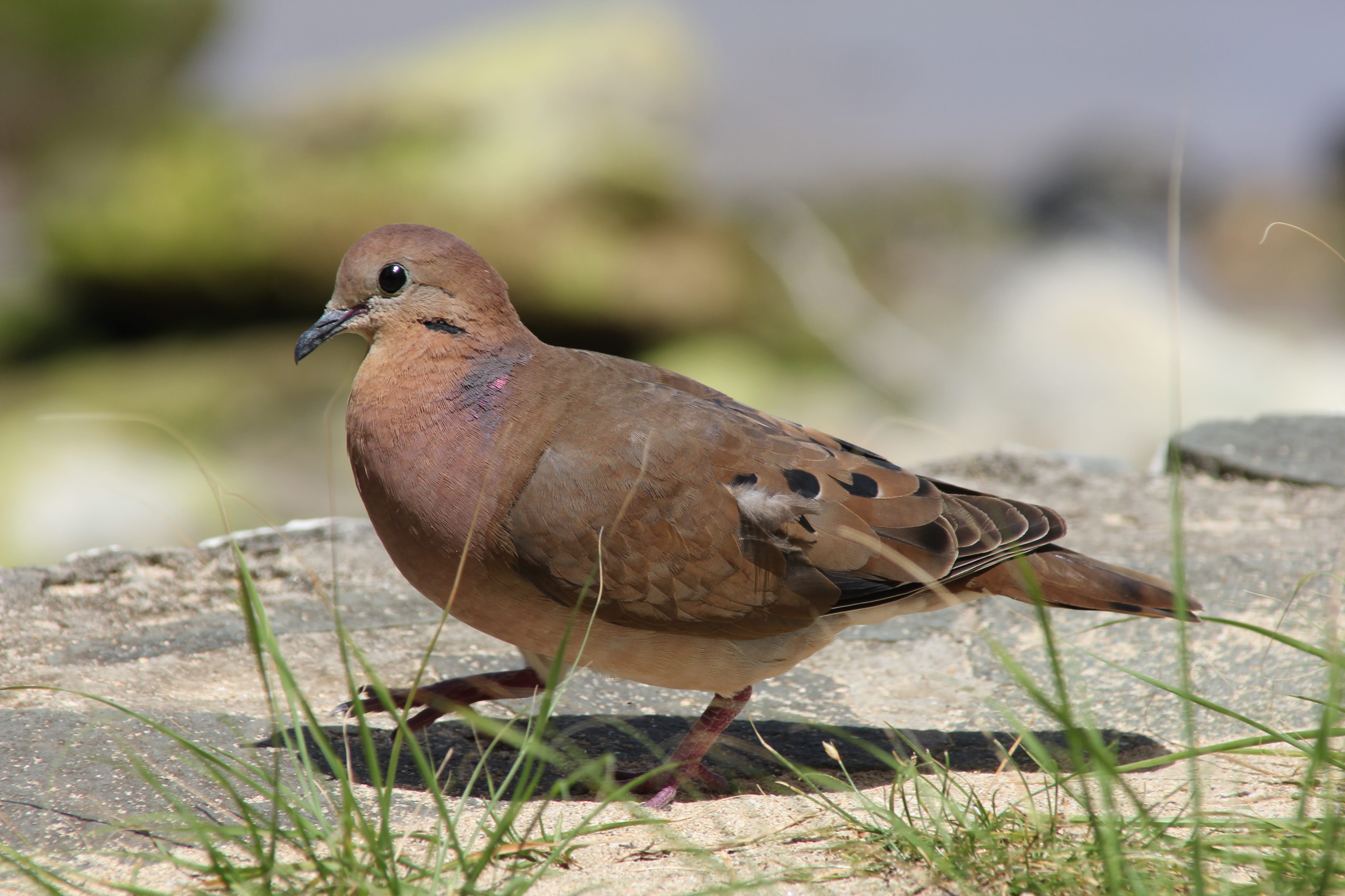 one animal, nature, bird, st lucia, animal wildlife, mourning dove, perching, solid, wildlife, day, grass, 5K, animals in the wild, close-up, field, vertebrate, HD Wallpaper
