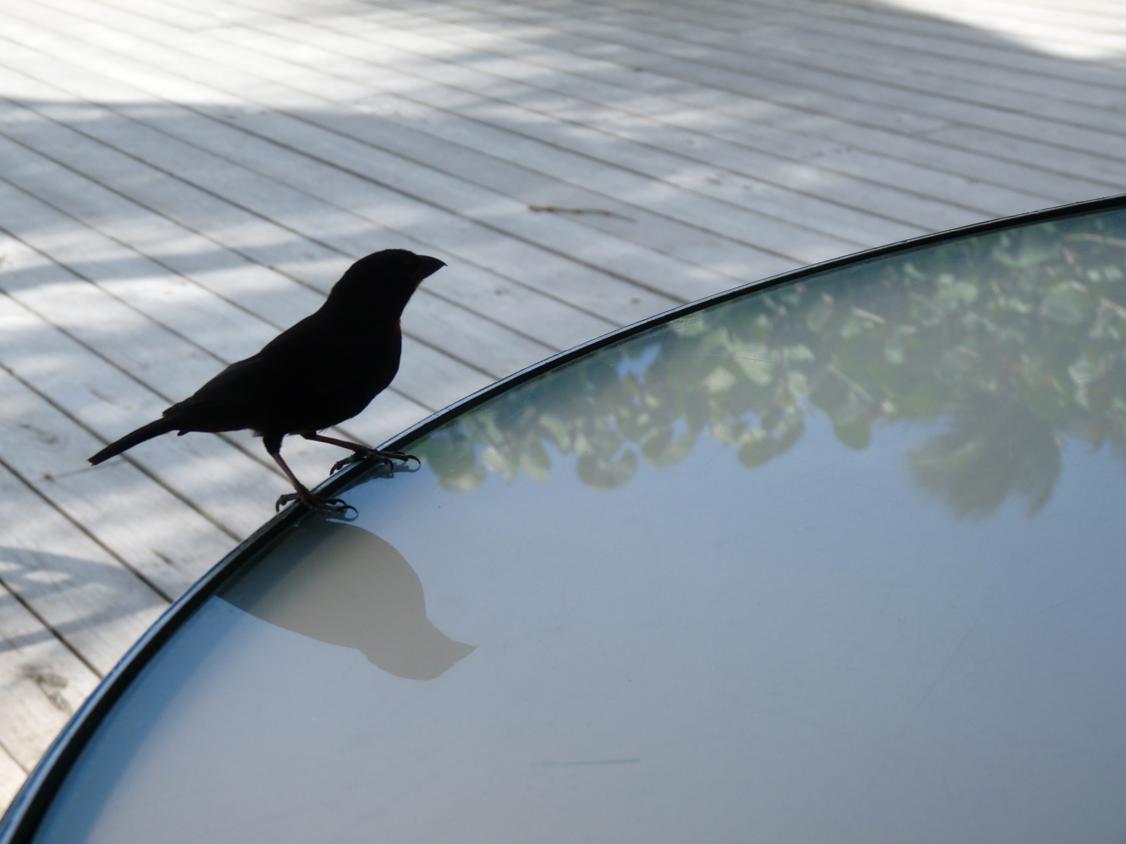 table, dappled light, animal wildlife, animal themes, 2K, deck, day, perching, outdoors, high angle view, lake, reflection, one animal, vertebrate, no people, HD Wallpaper