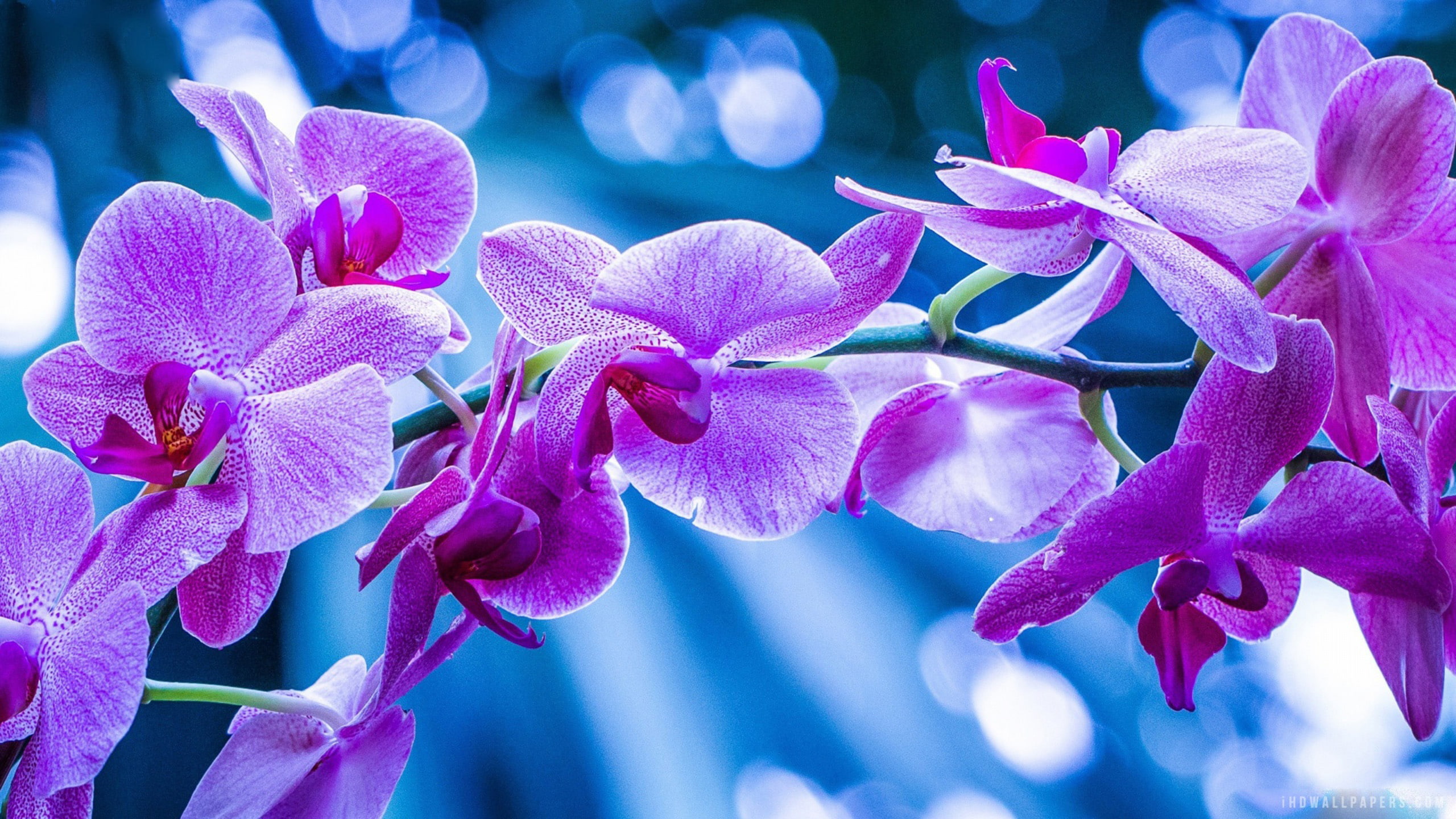 orchid, 2K, hd, picture, purple, flowers, HD Wallpaper