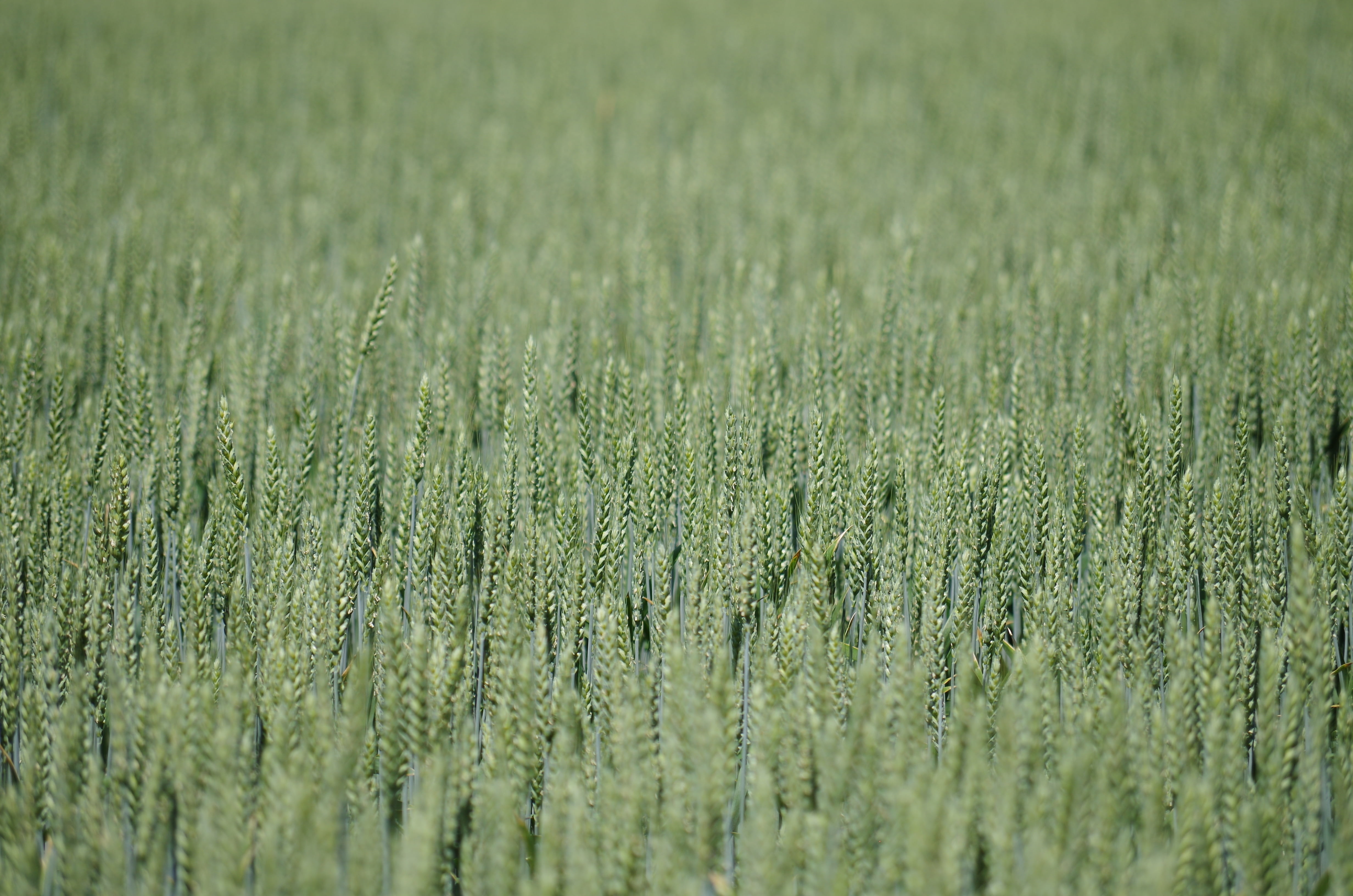 plow, land, bread, no people, plant, farm, field, wheat, backgrounds, environment, nature, the production of grain, colza, barley, tranquility, landscape, HD Wallpaper
