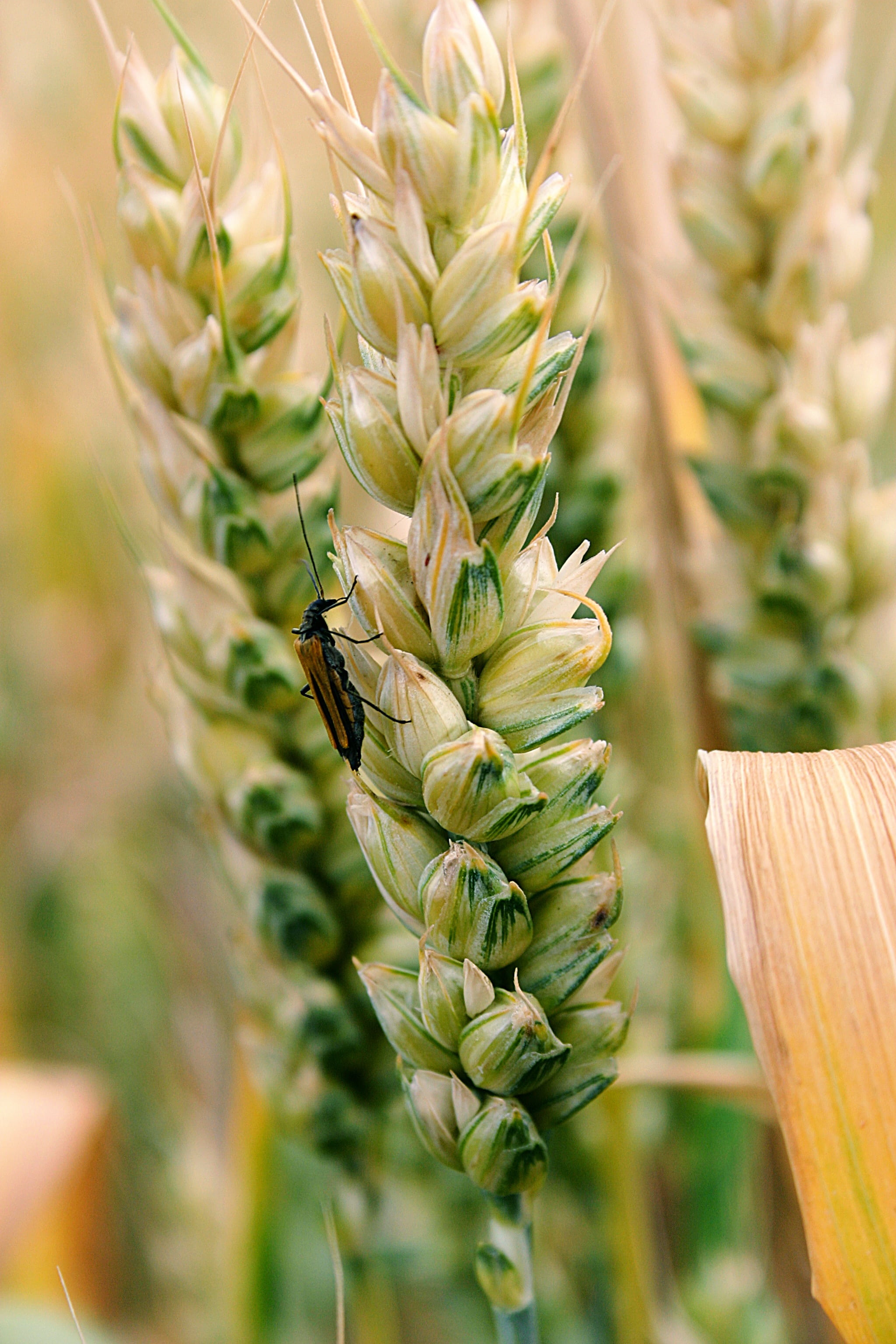 cereals, the production of grain, vegetable, close-up, focus on foreground, freshness, farm, day, nature, harvest, no people, ripe, beauty in nature, healthy eating, Phone HD Wallpaper