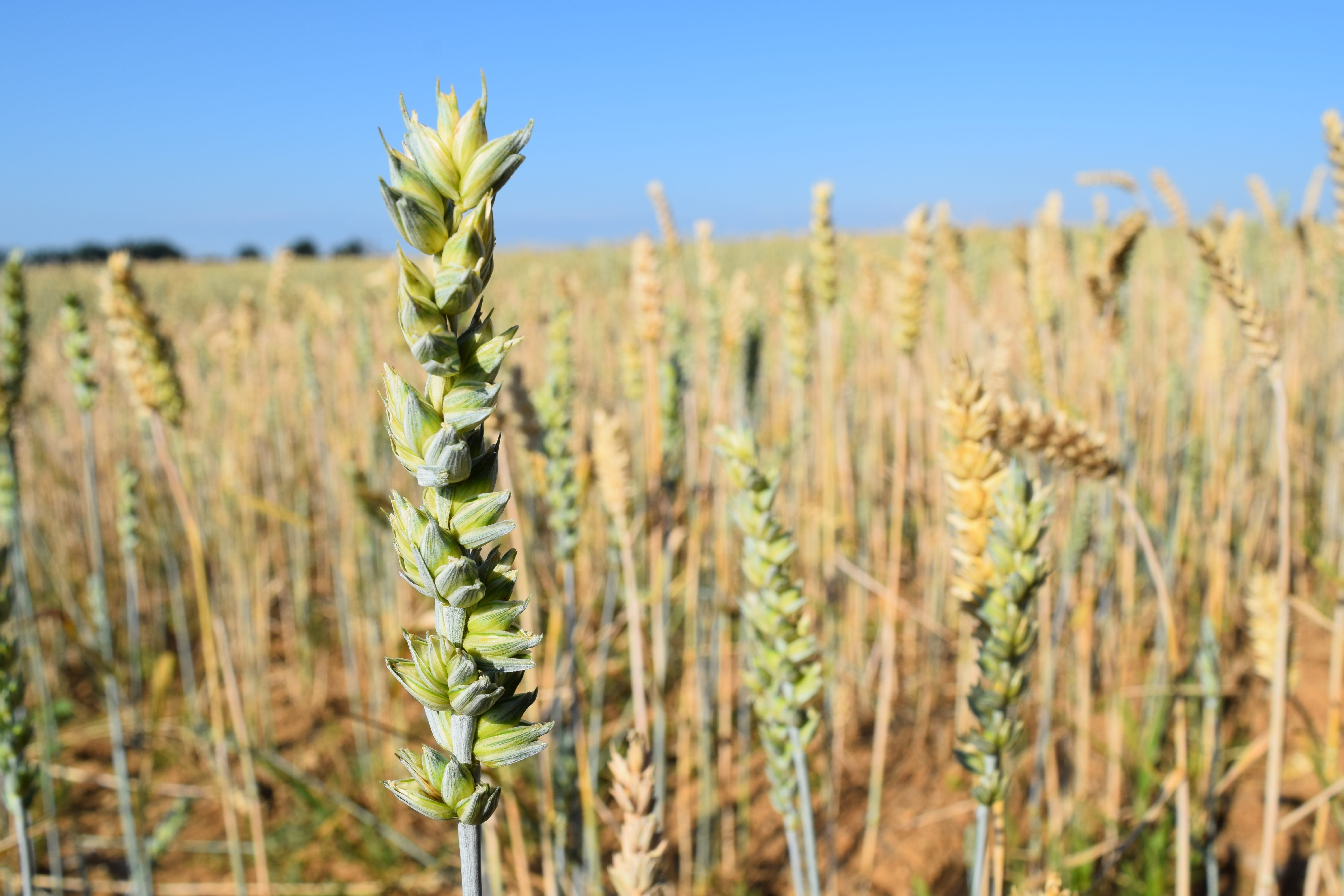 country, barley, slovakia, wheat, fields, the sky, nature, field, plant, 5K, crop, focus on foreground, close-up, cereals, day, the grain, rural scene, HD Wallpaper
