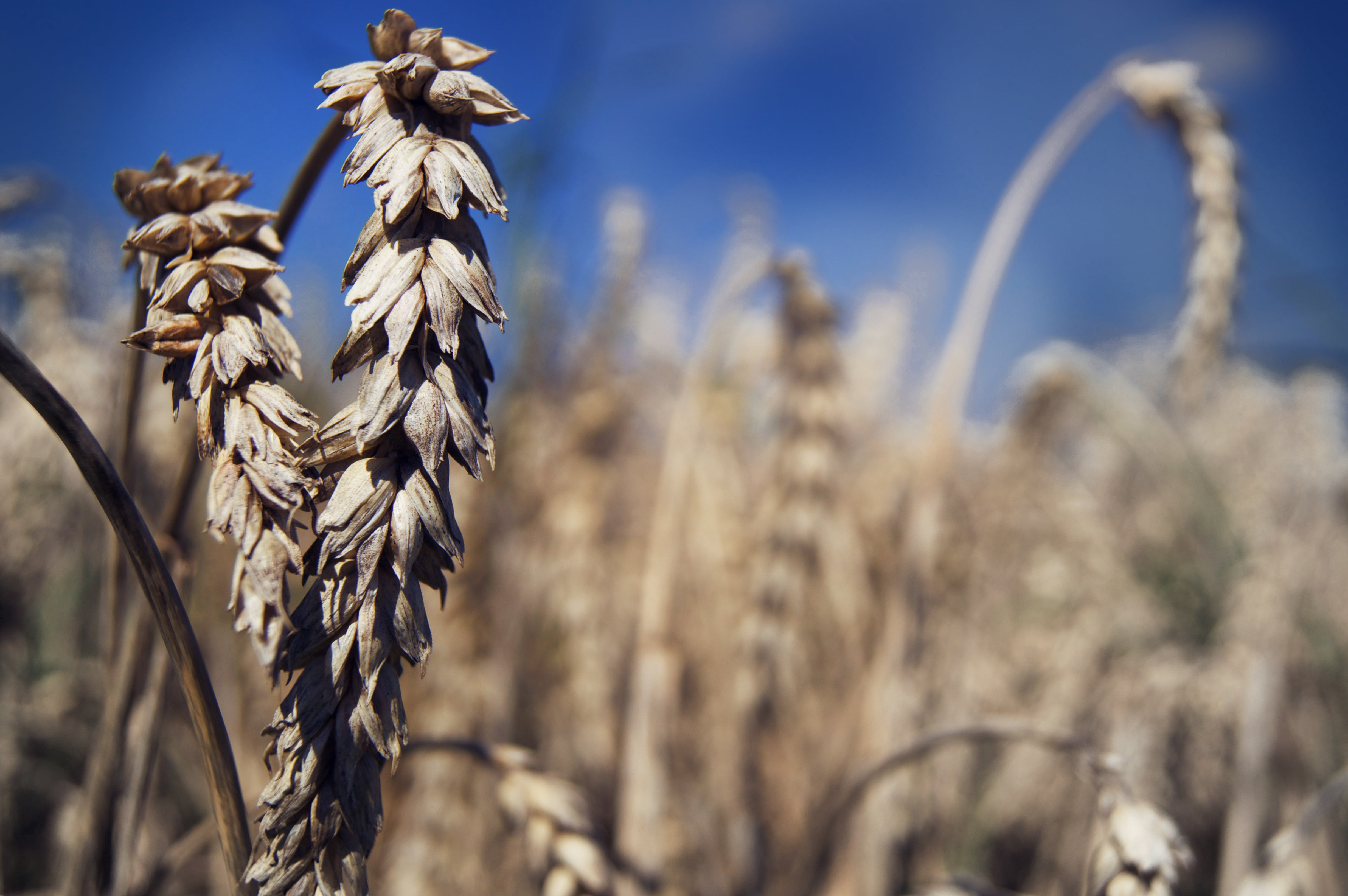 photography, cornfield, outdoors, summer day, natural product, rye, fields, cereal Plant, ripe, dom, landscape, tranquility, close-up, 4K, no people, farm, HD Wallpaper