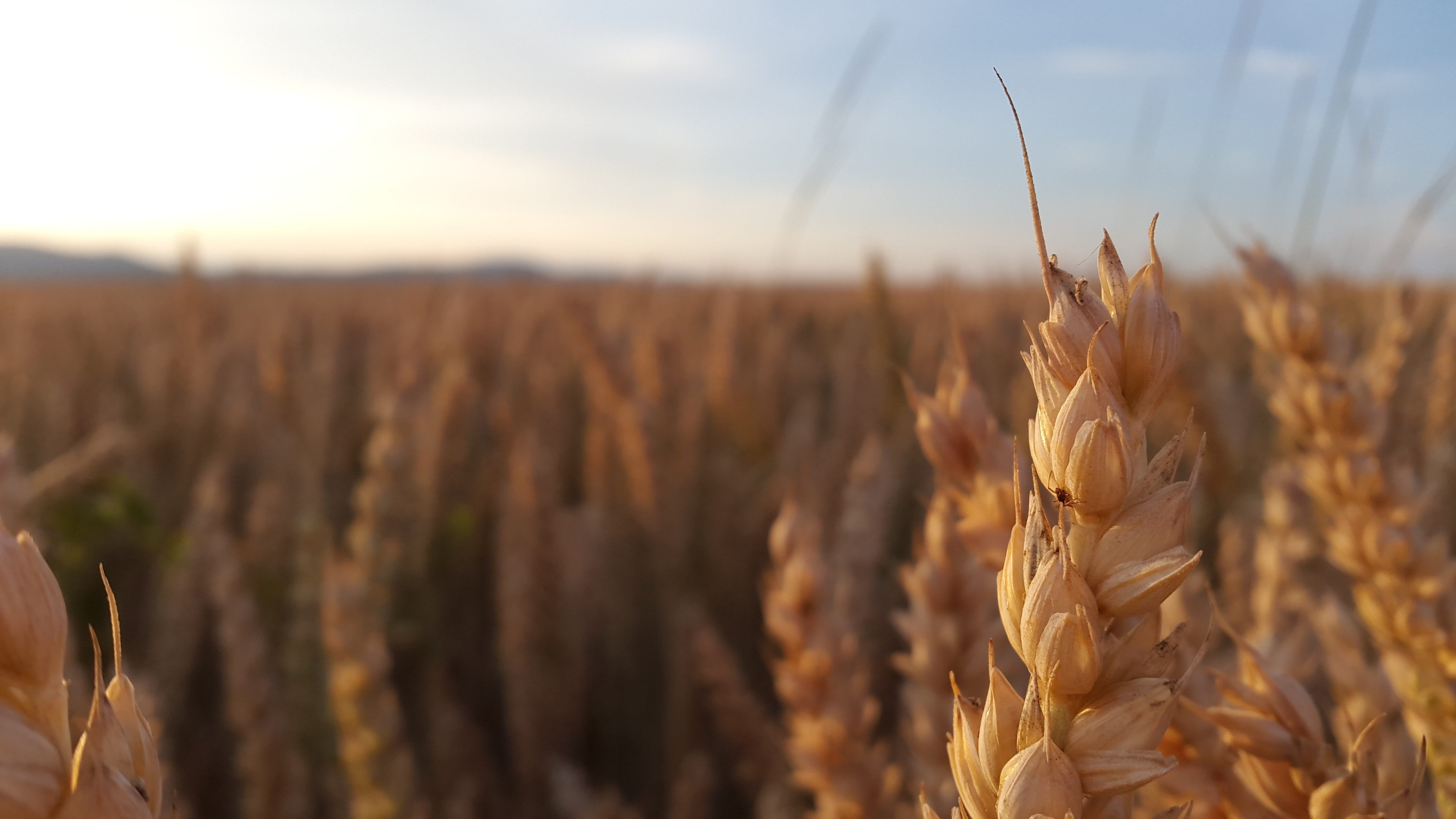 agriculture, the grain, gold Colored, outdoors, non-Urban Scene, food, close-up, land, oat - crop, rural Scene, landscape, nature, barley, backgrounds, HD Wallpaper