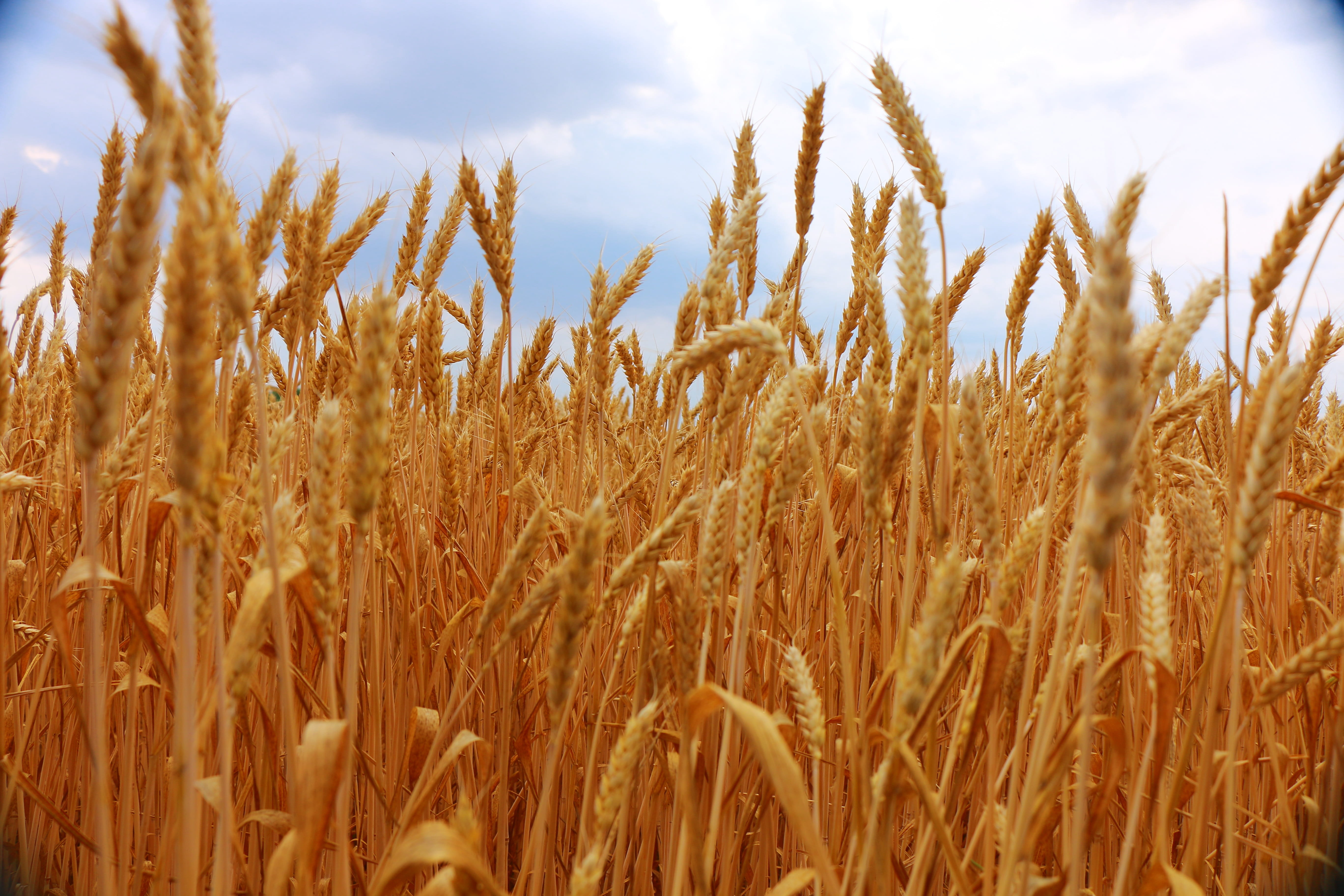 harvest, close-up, land, food, rural scene, summer, outdoors, Country, the sky, Wheat, cereal plant, Field, cloud - sky, sky, the grain, slovakia, oat - crop, HD Wallpaper