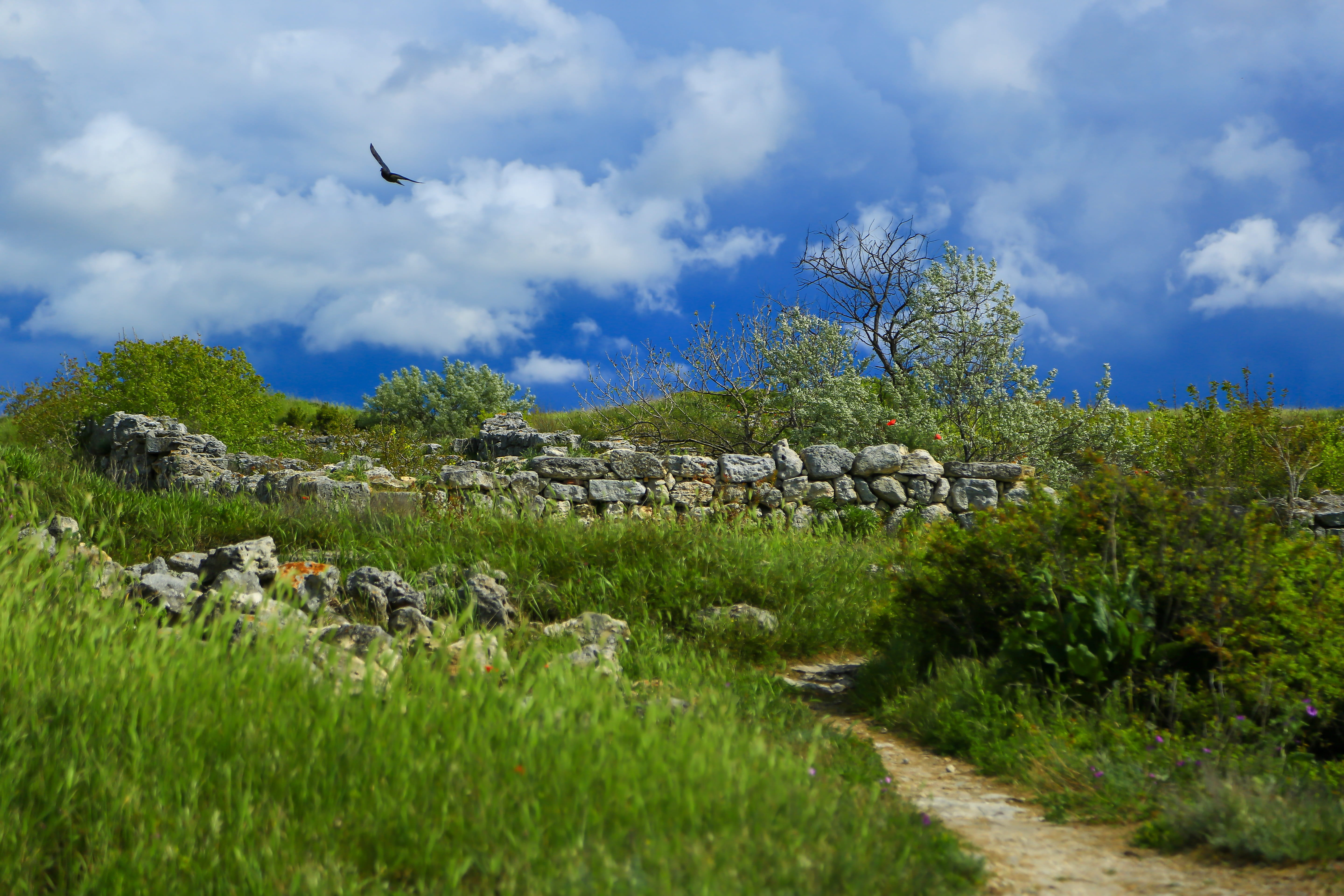 cloud - sky, city, flying, land, stone, architecture, grass, hersonissos, sky, historical, beach, old town, culture, vertebrate, tree, freshness, view, HD Wallpaper
