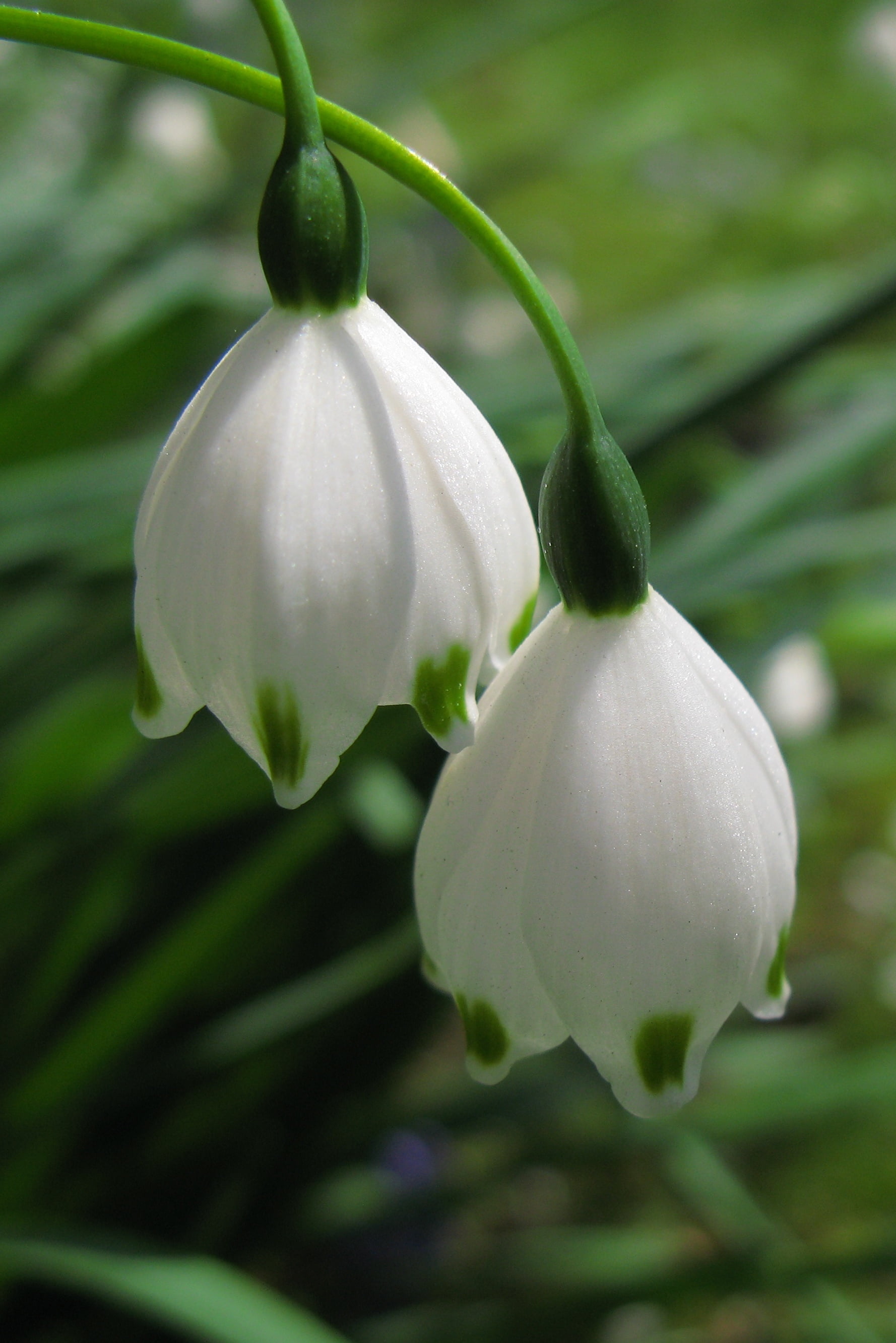 flower, plant, nature, Summer snowflake, ク, Canon, close, flower  Flower, 精細, photo, hi-res, PowerShot, スノ, Leucojum aestivum, Summer  snowflake, 2K, Leucojum  aestivum, Phone HD Wallpaper