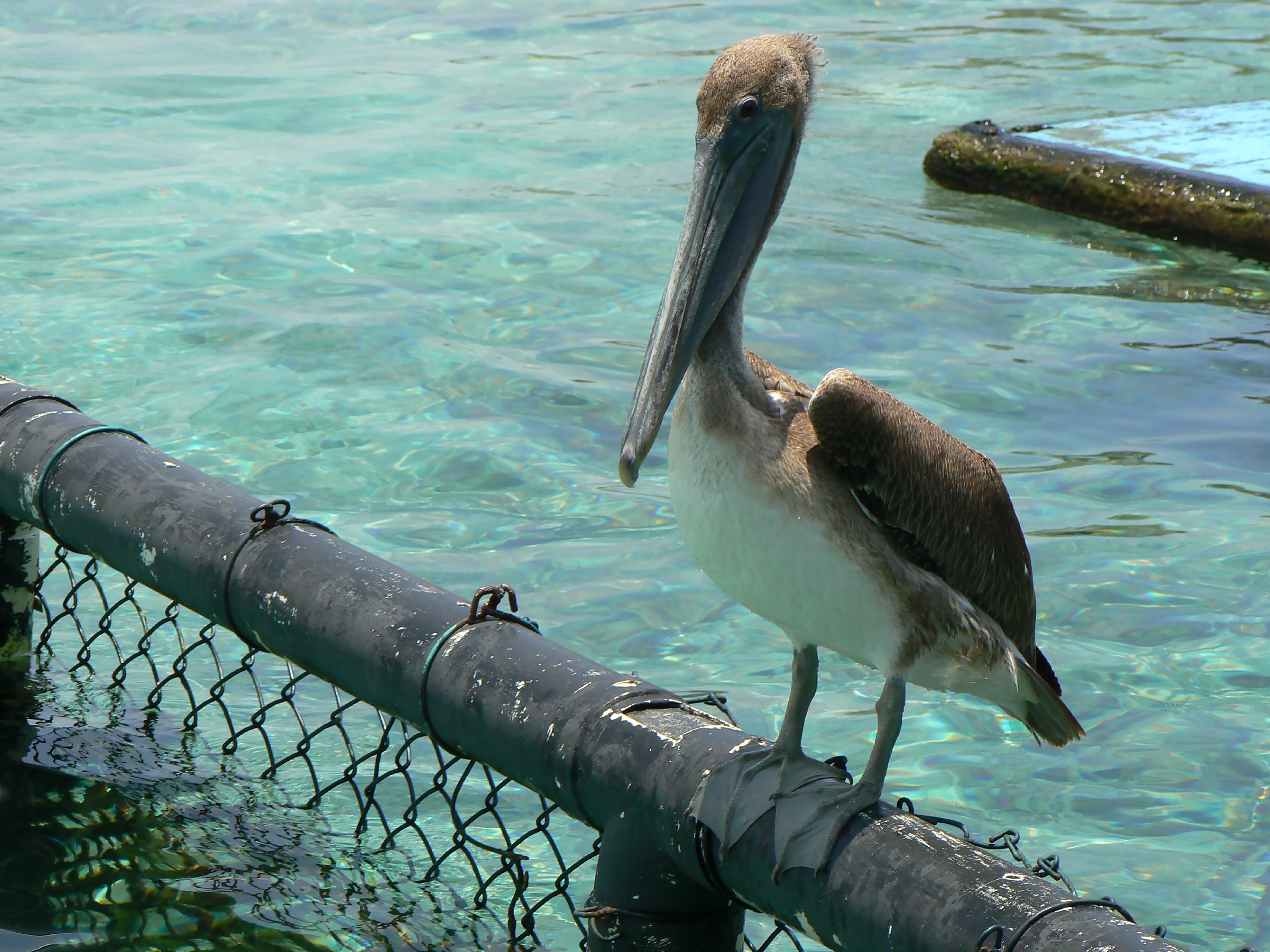 nature, water, rosario islands, day, island, animal, one animal, animals in the wild, sea, aquarium, high angle view, cartagena, perching, colombia, vertebrate, HD Wallpaper