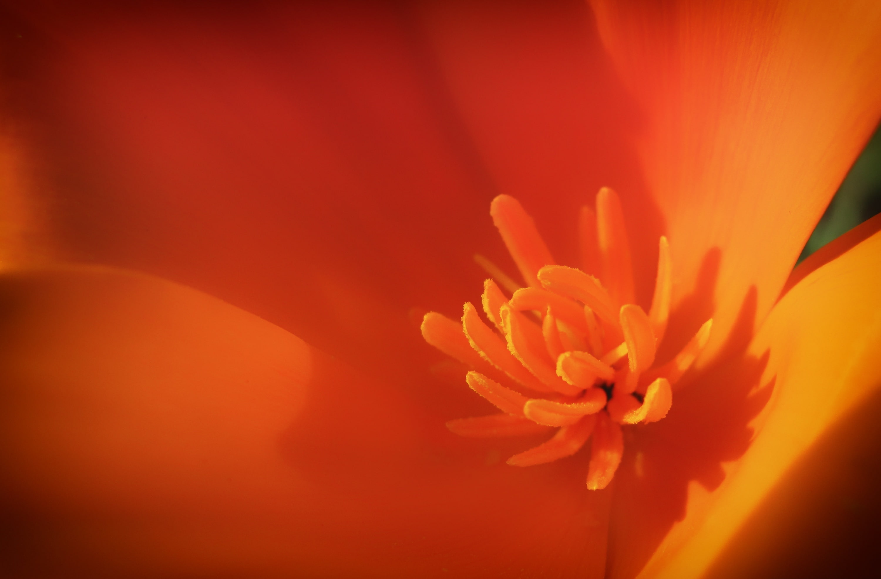 vulnerability, close-up, 2K, Wildflower, inflorescence, wabisabi, Orange, outdoors, beauty in nature, wabi, flower head, freshness, pollen, sabi, California, HD Wallpaper