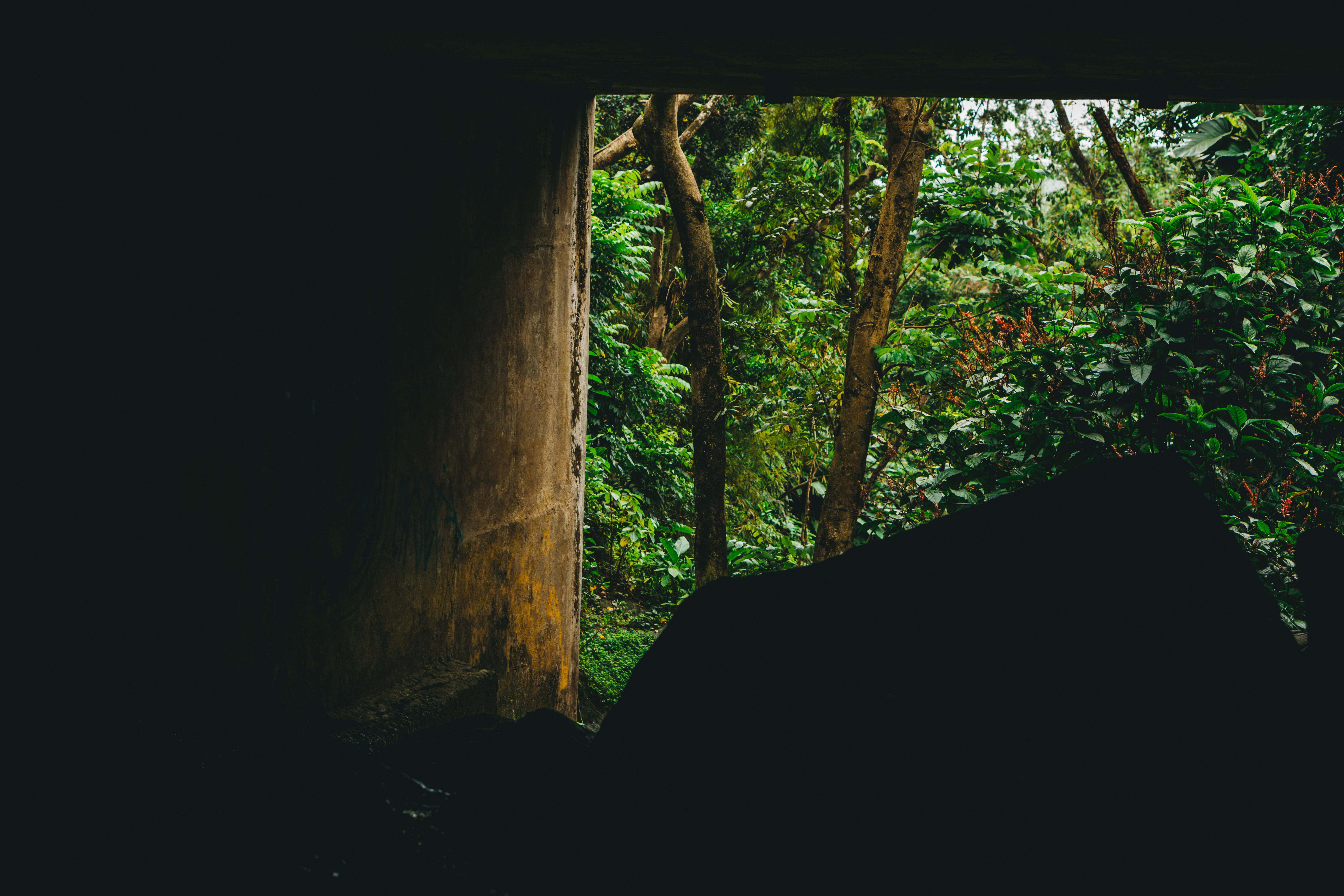 plant, jungle, tranquil scene, porch, scenics - nature, idyllic, bunker, forest, garden, no people, day, ground, elyunque, remote, view, tunnel, beauty in nature, HD Wallpaper