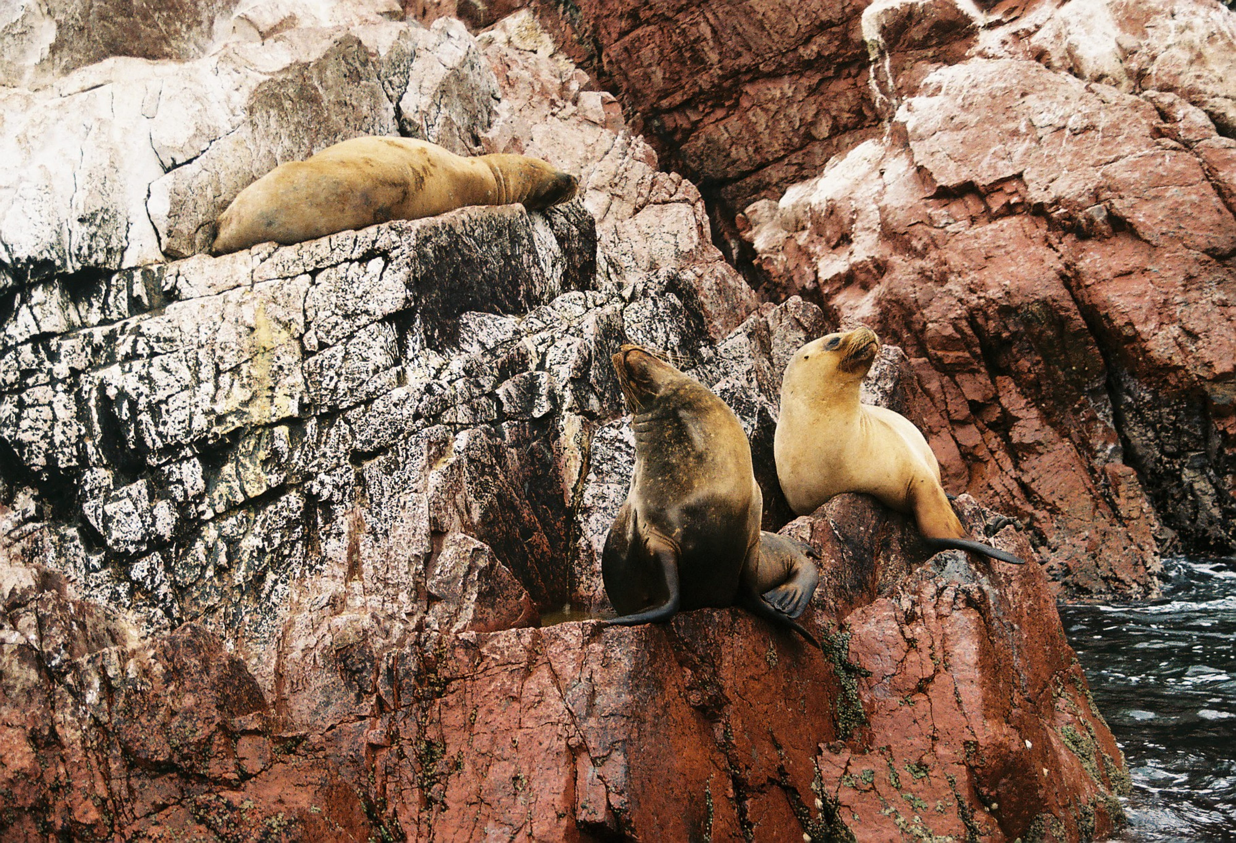 three animals, group of animals, rock, outdoors, mammal, reef, rock formation, no people, resting, day, rock - object, sea life, vertebrate, sealions, underwater, HD Wallpaper