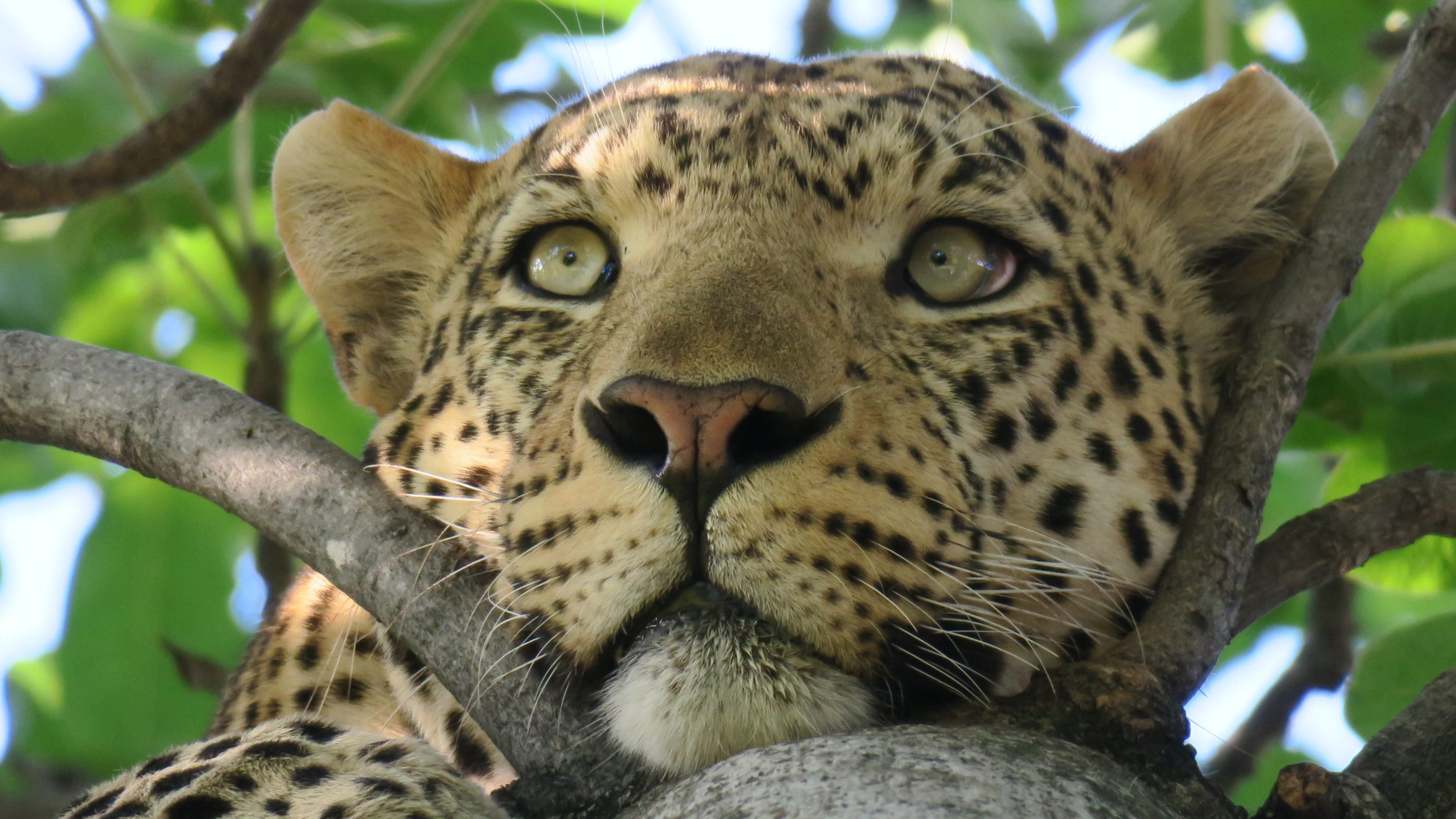 claw, animal, no people, portrait, animal head, mammal, wildlife, big cat, bear, snow leopard, porcupine, jaguar, hook, rodent, asleep, focus on foreground, HD Wallpaper