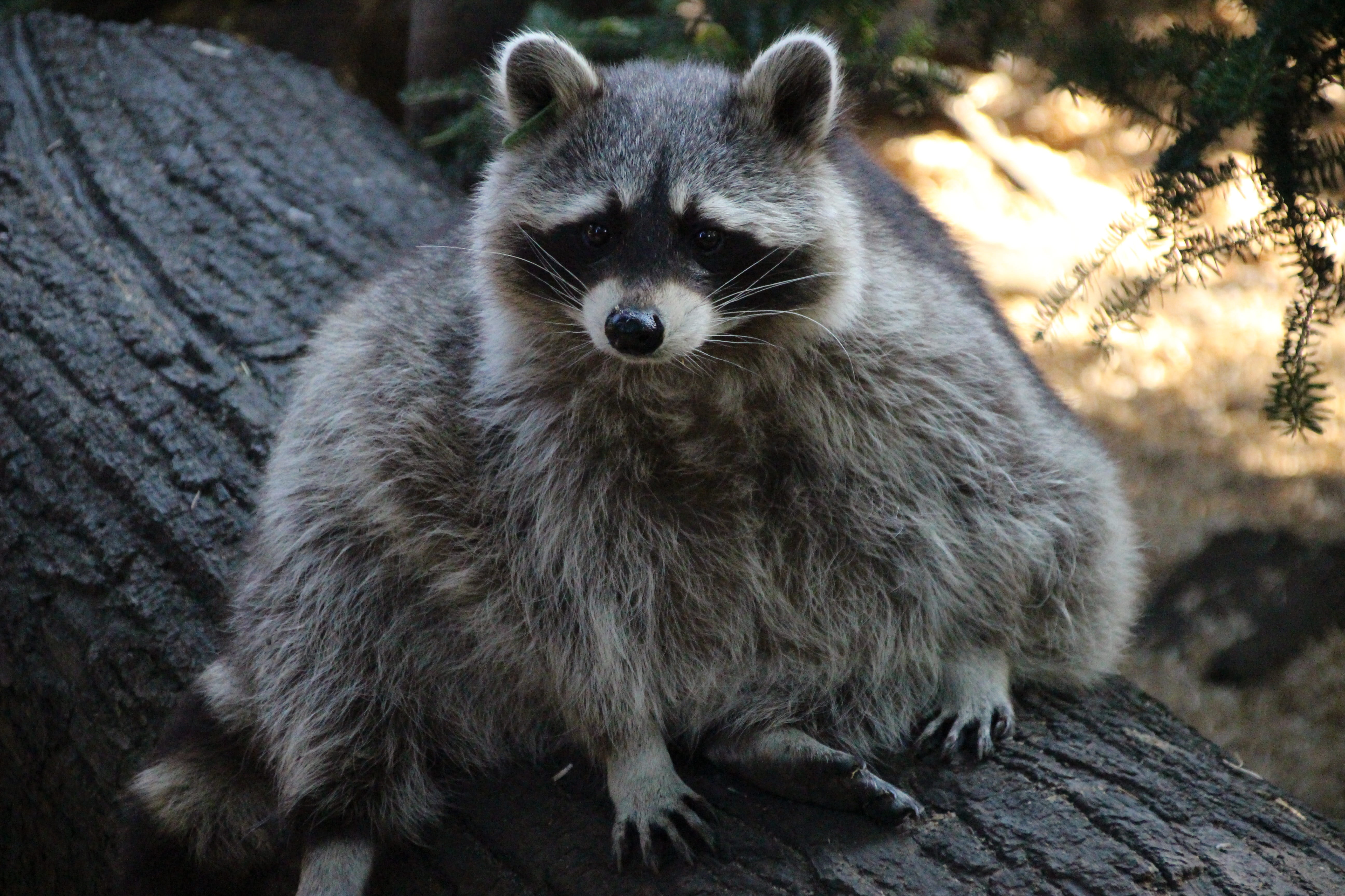 rock, solid, wildlife photography, no people, brown, raccoon, looking at camera, vertebrate, close-up, cheeky, trunk, fur, animals, wild animal, 5K, animal wildlife, HD Wallpaper