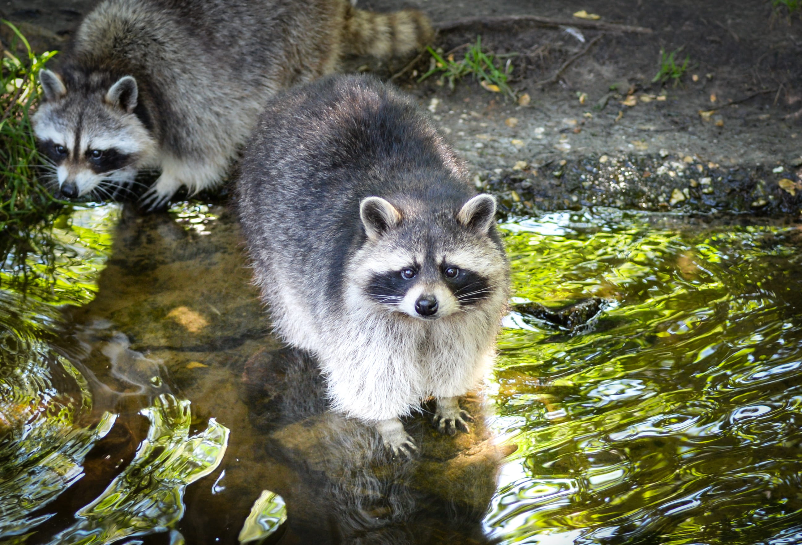 gray, mammal, animal, day, closeup, adorable, waterfront, two animals, zoo, no people, photo, looking, cartoon, animal wildlife, furry, funny, happy, looking at camera, HD Wallpaper
