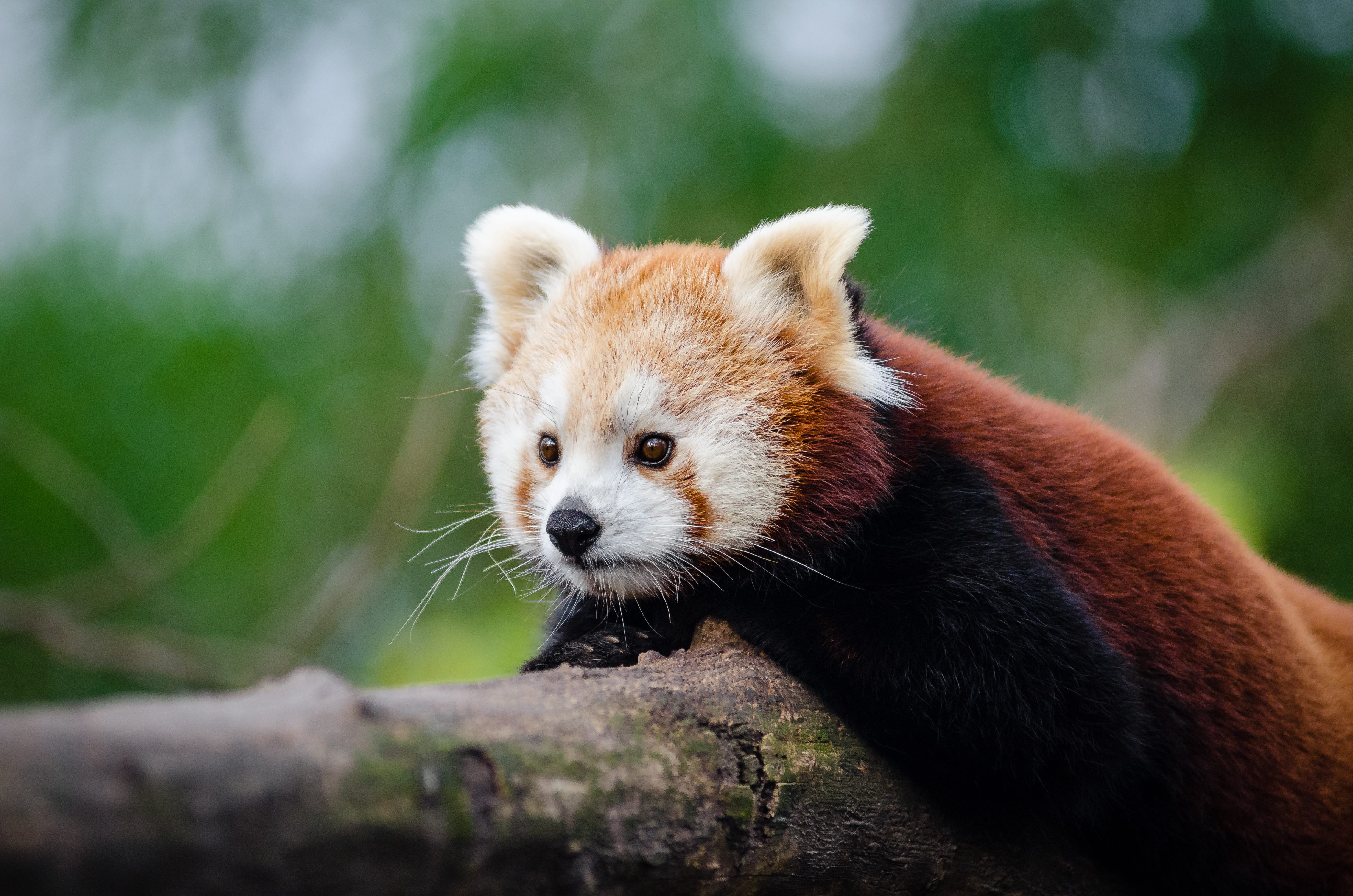 vertebrate, close-up, wildlife, adorable, animal, animal head, wild animal, blurry, laying, wilderness, animal body part, resting, fur, one animal, animal themes, HD Wallpaper