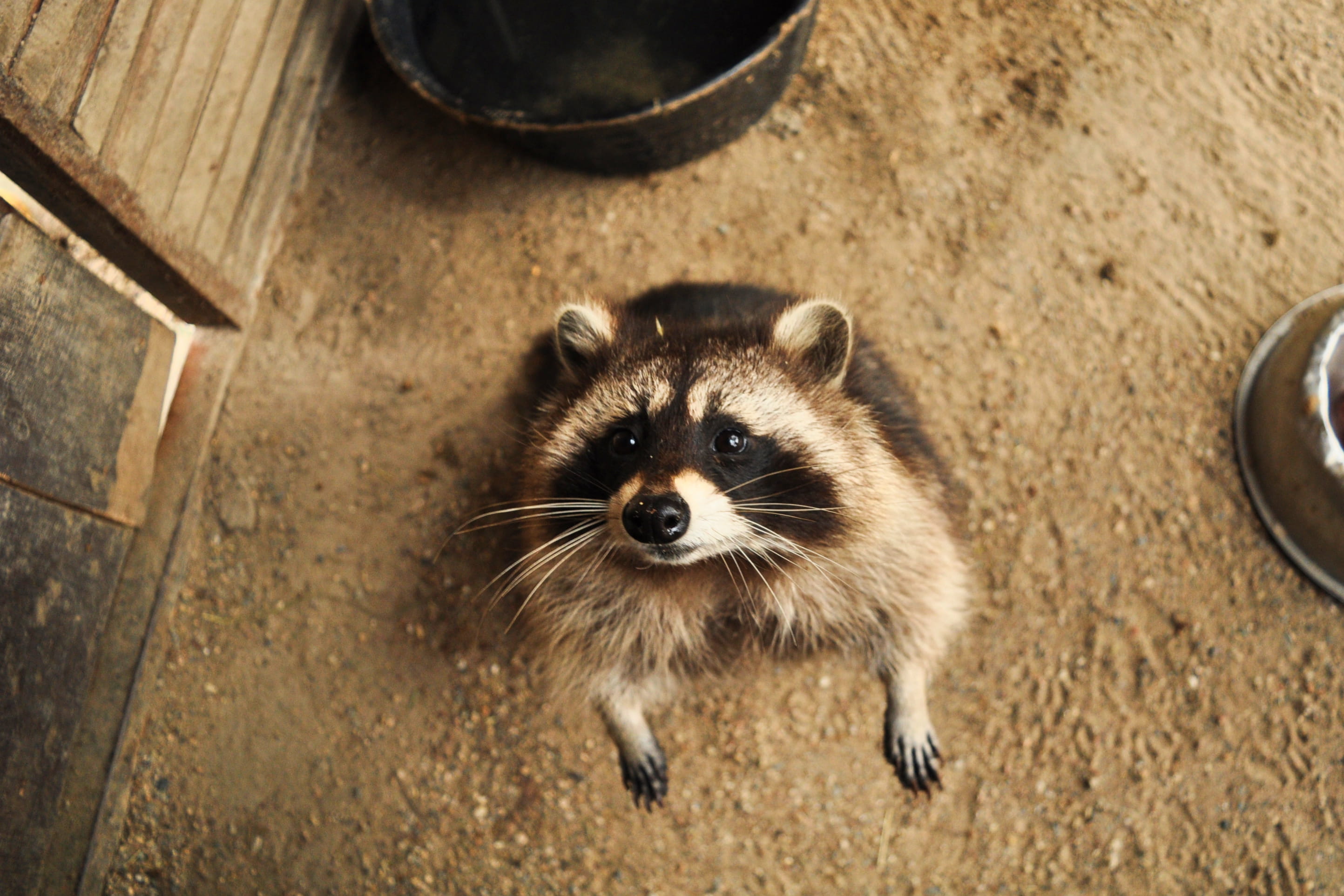 no people, standing, domestic, cute, meerkat, turtle, box turtle, raccoon, high angle view, snout, rodent, rat, animal, hungry, portrait, look, sea life, HD Wallpaper