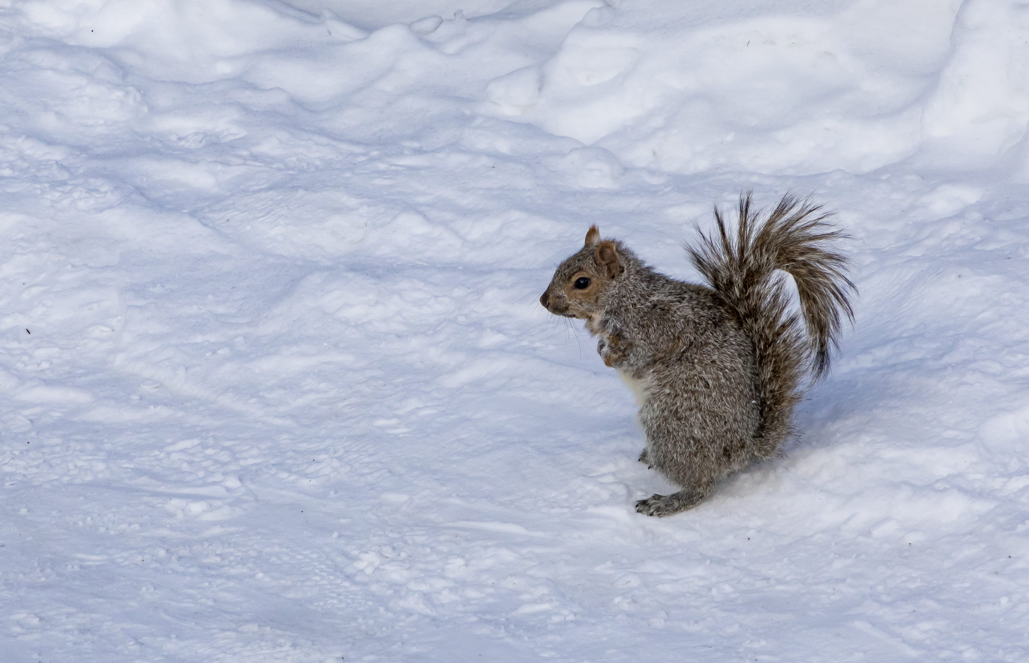 snowing, brown, rodent, herbivorous, wildlife, pet, high angle view, animal wildlife, blizzard, one animal, mammal, animal themes, vertebrate, no people, HD Wallpaper